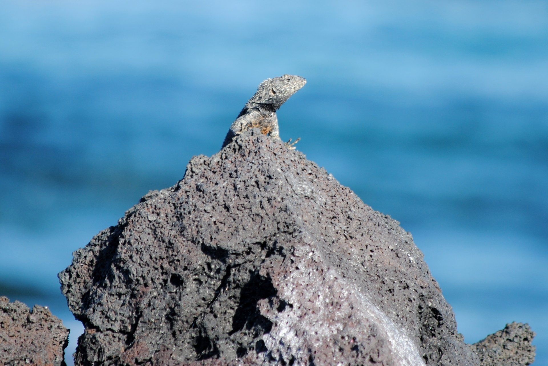 A lizard is sitting on top of a rock near the ocean.