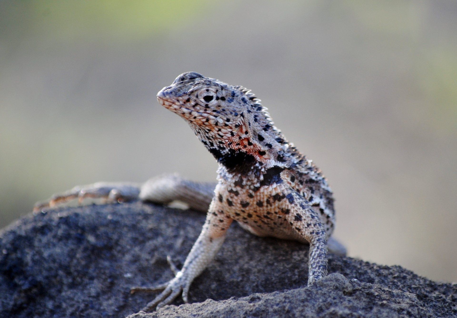 A lizard is sitting on top of a rock.