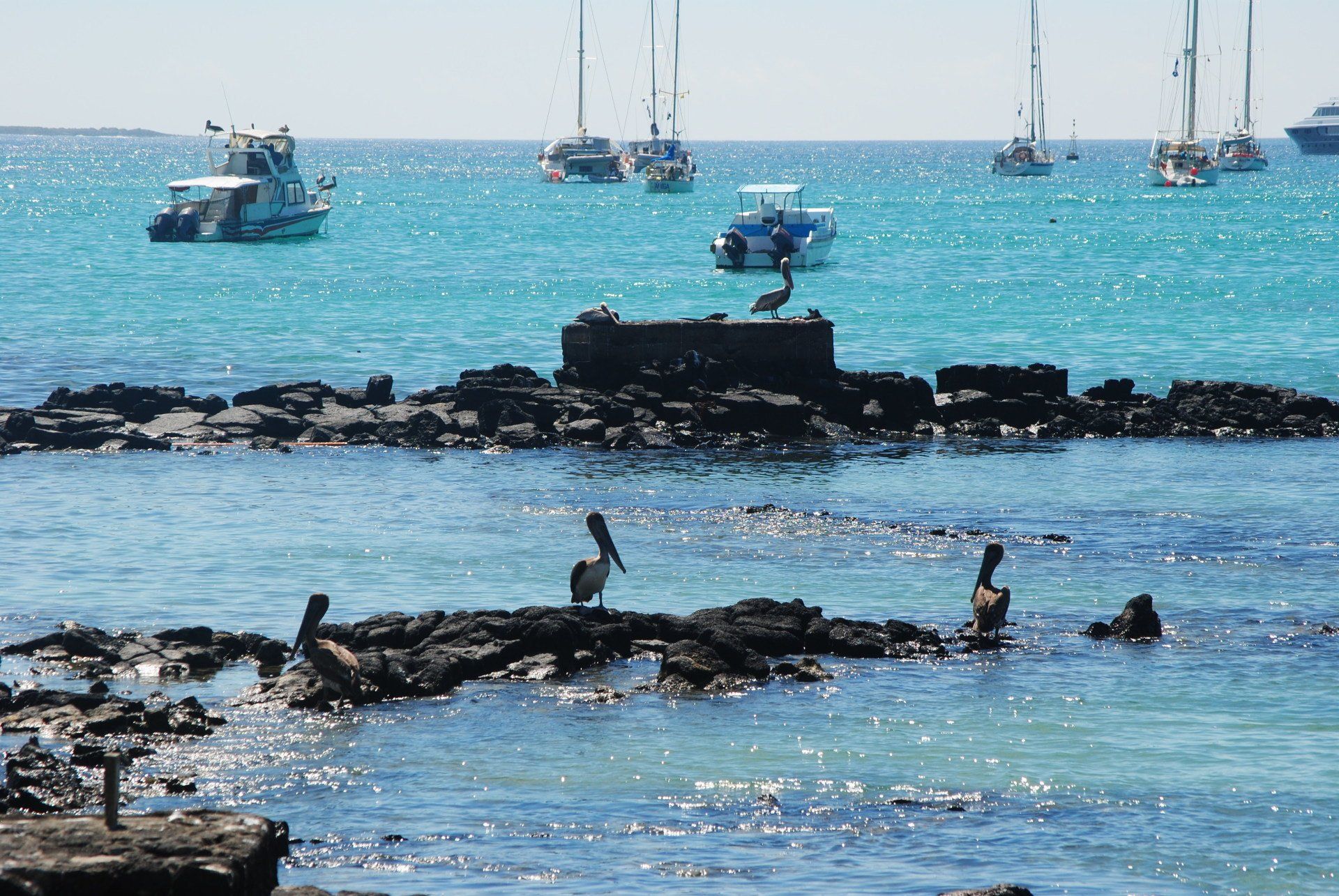 A group of pelicans are sitting on a rock in the ocean