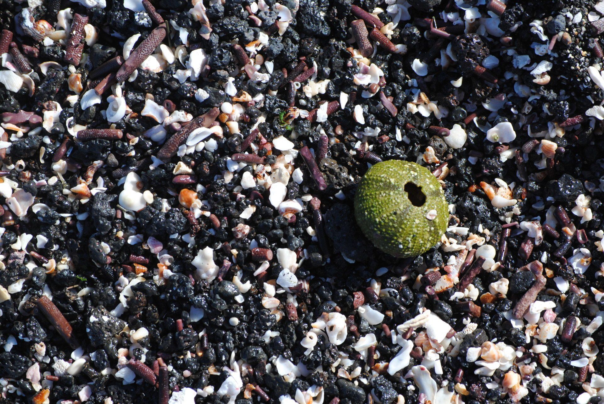 A green sea urchin is sitting on a pile of rocks
