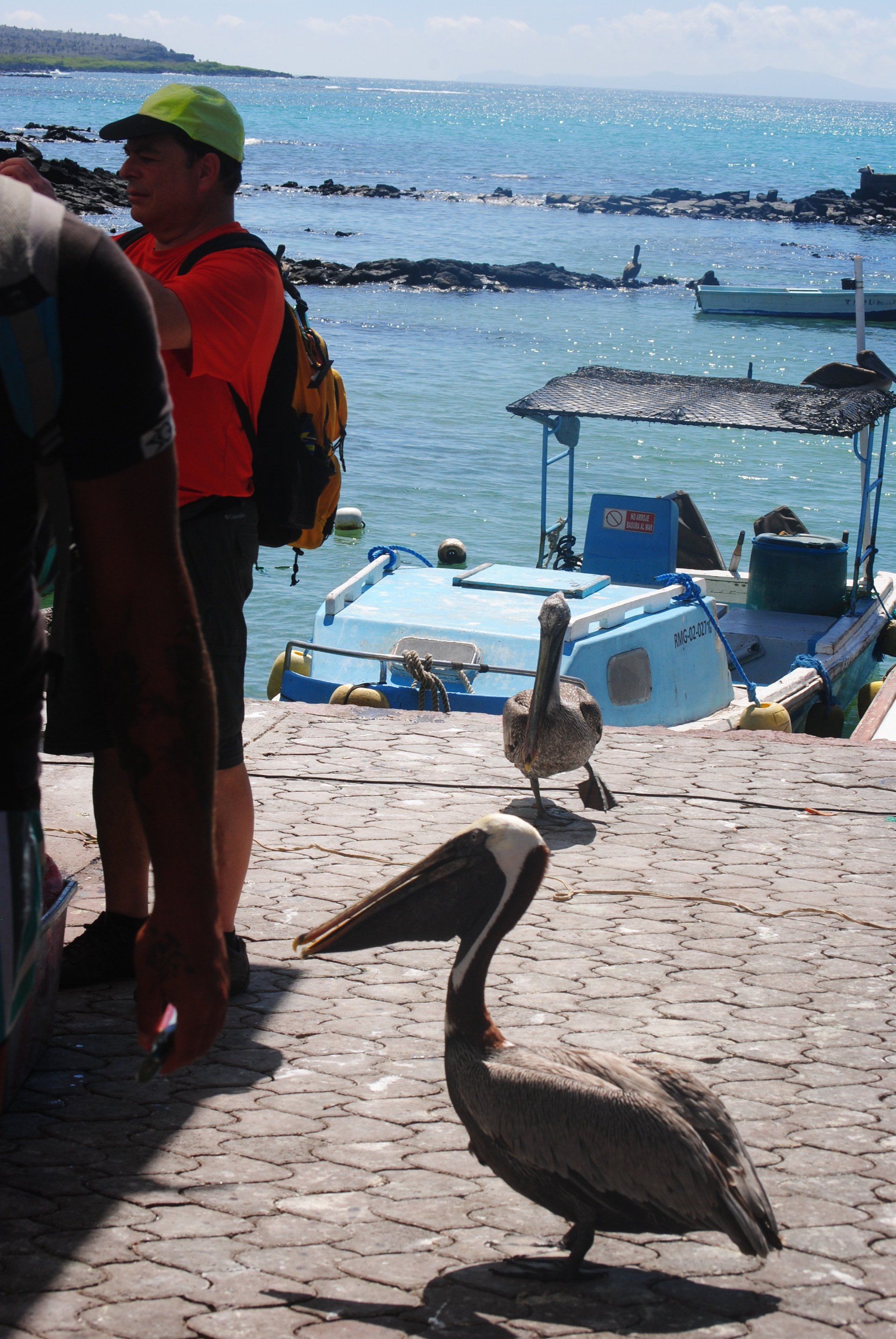 A pelican is standing on a brick walkway near the water
