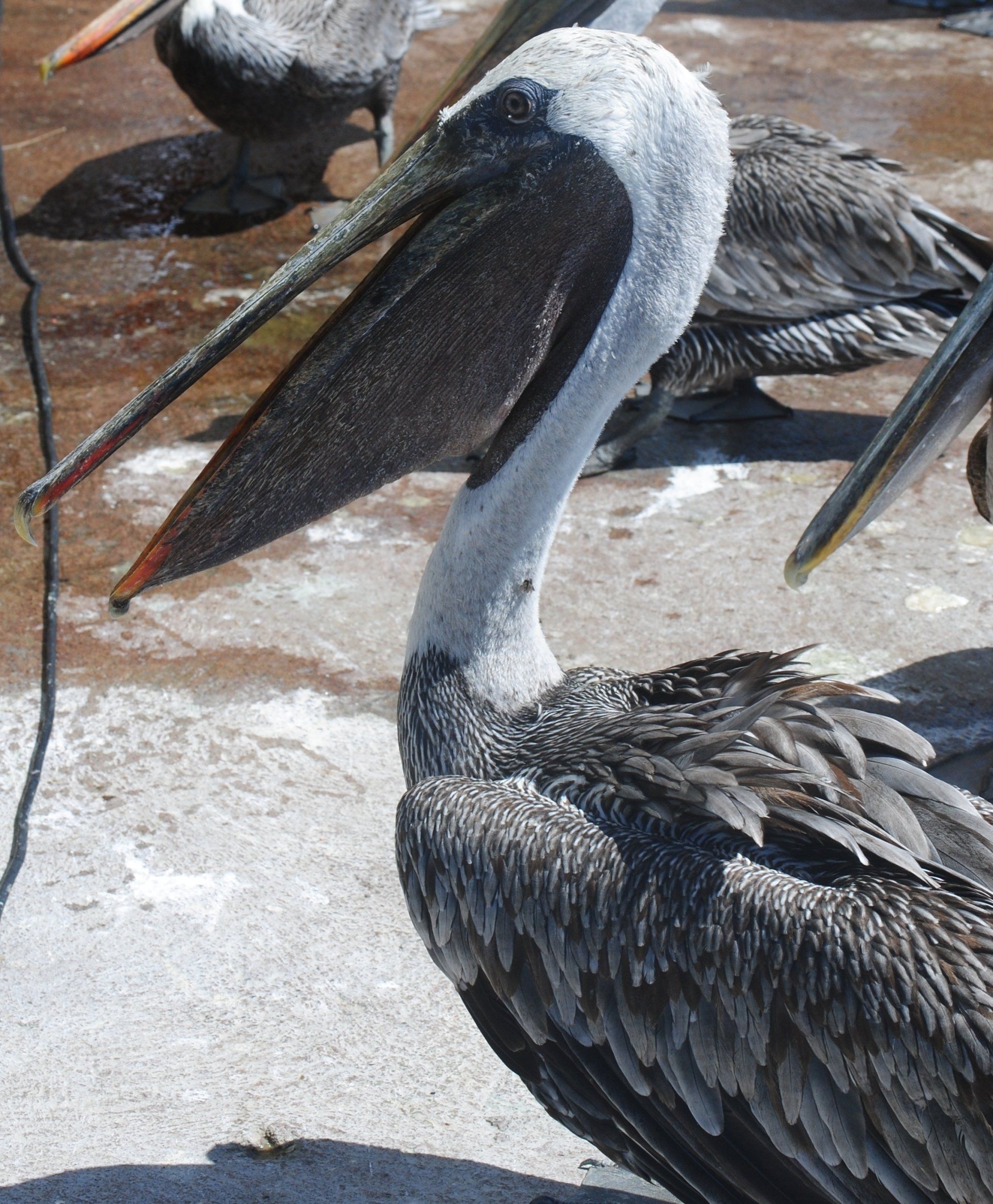 A pelican with a long beak is standing on the ground