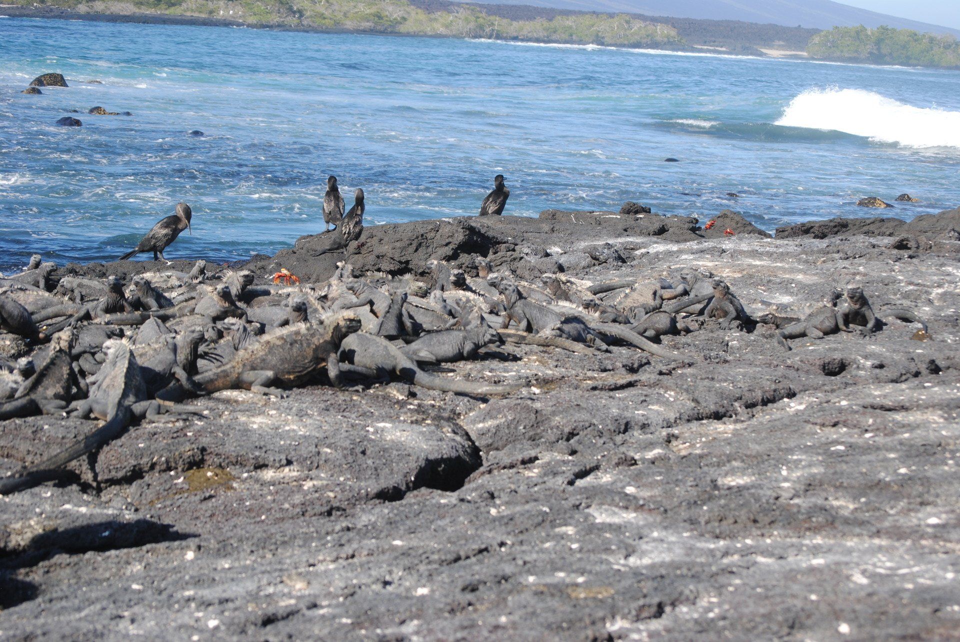 A group of birds are standing on a rocky beach near the ocean