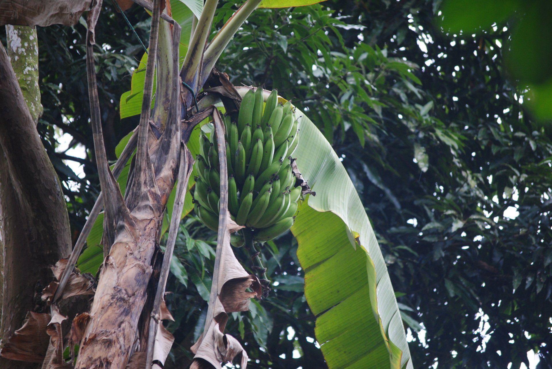 A bunch of bananas are hanging from a tree