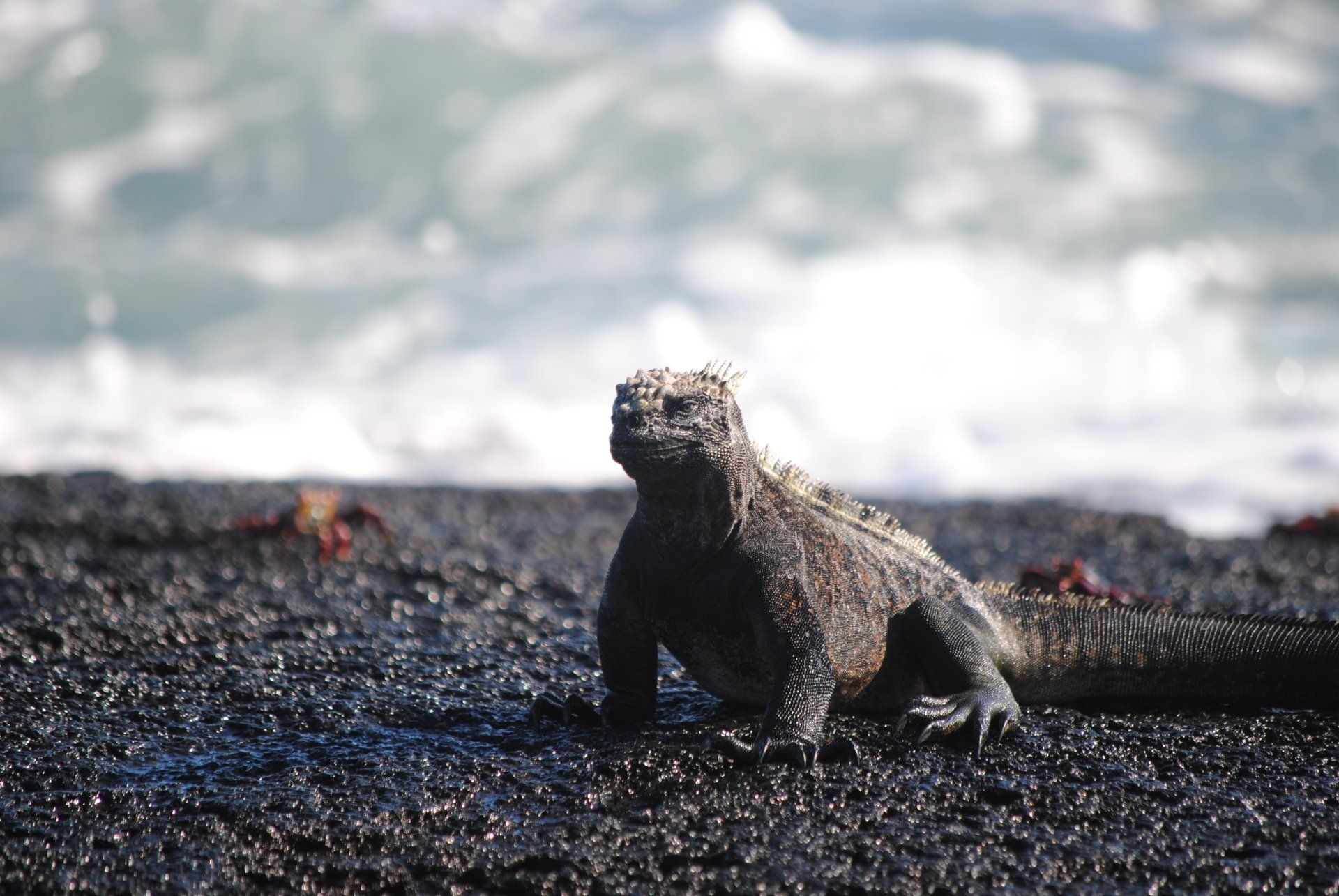 A lizard is sitting on a beach near the ocean