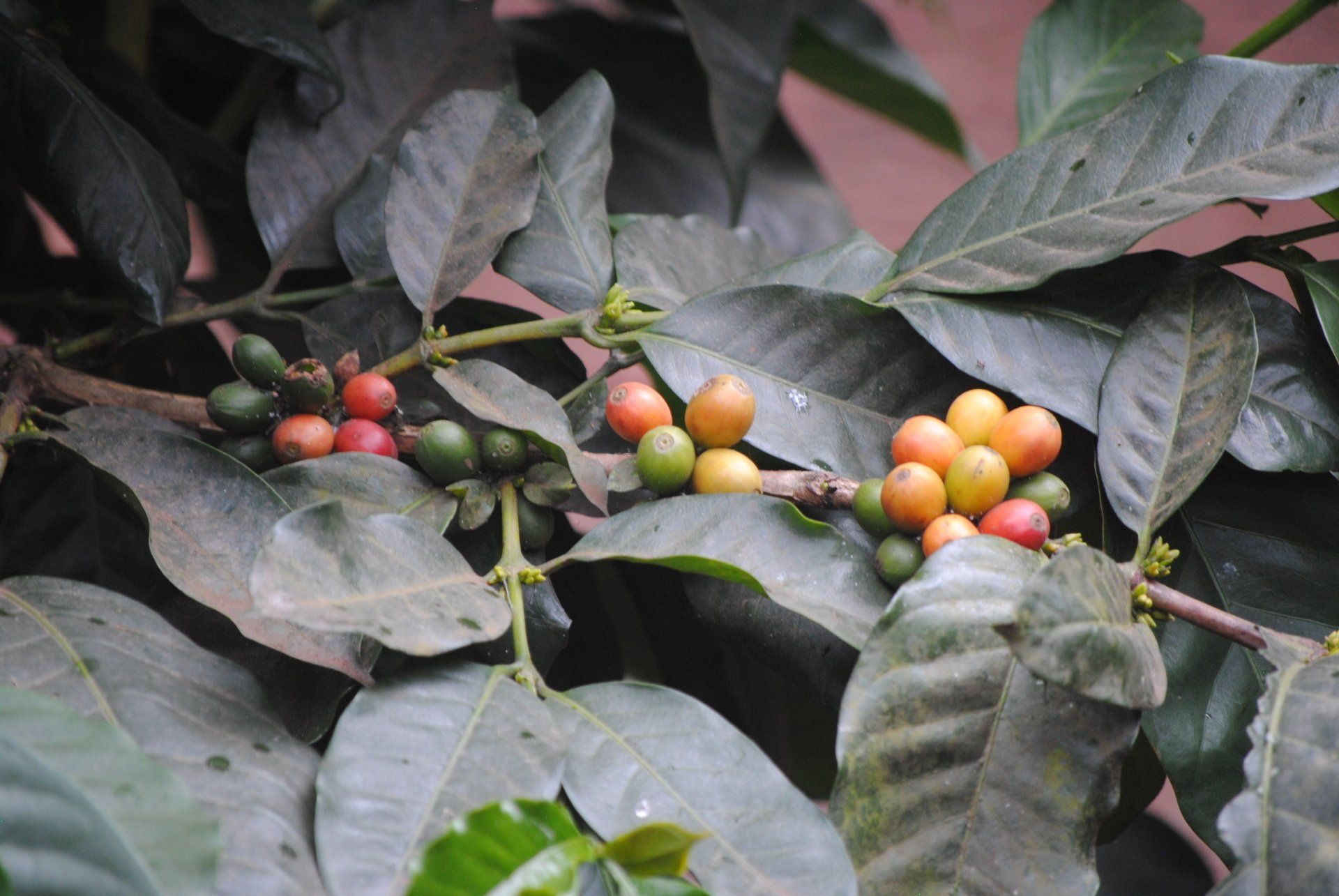 A bunch of coffee beans growing on a tree branch