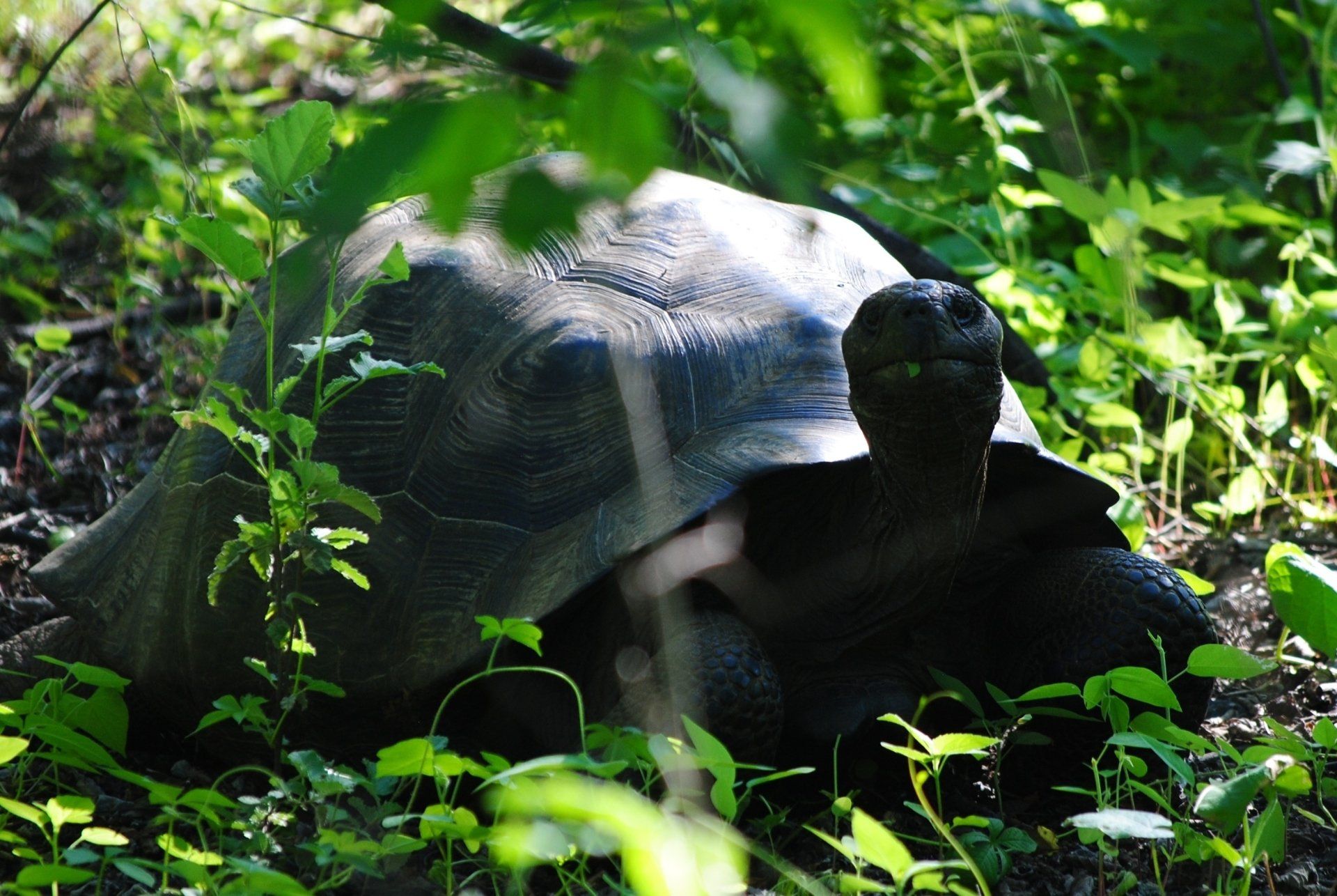 A turtle is laying on the ground in the grass.