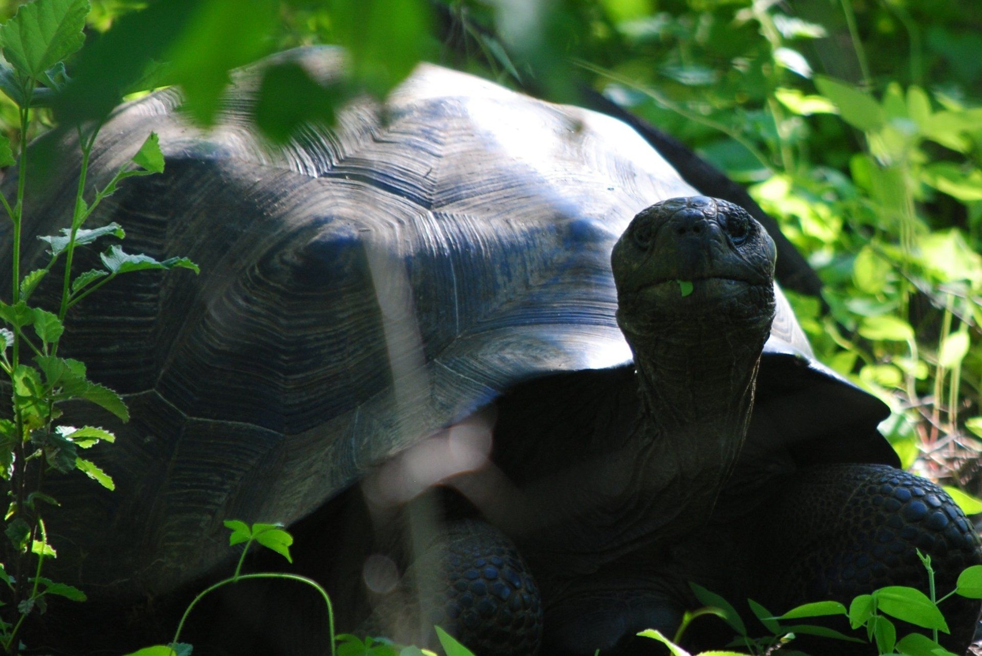 A large black turtle is laying in the grass.