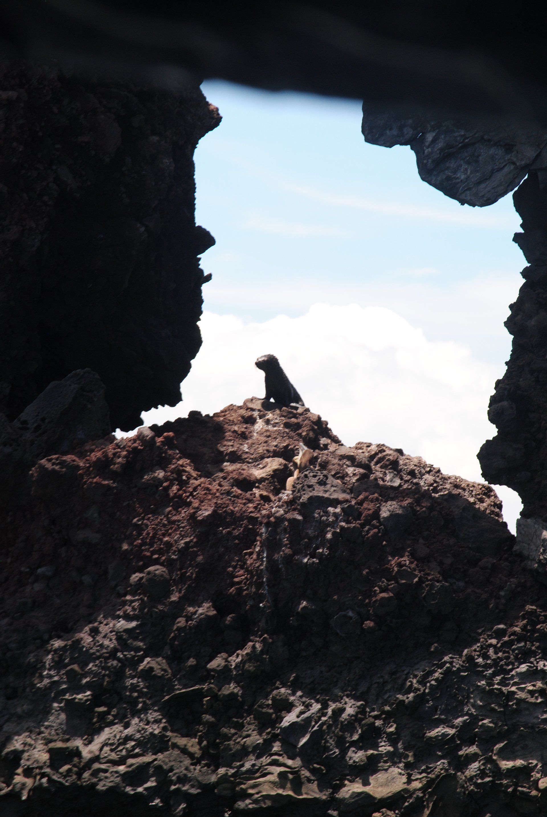 A bird sitting on top of a rocky hill