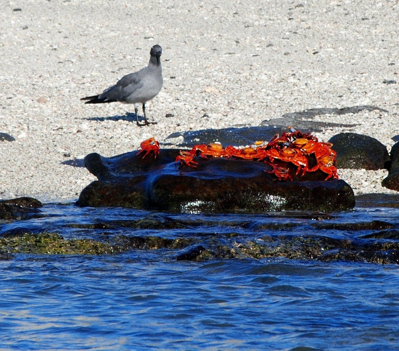 A seagull standing next to a pile of crabs in the water