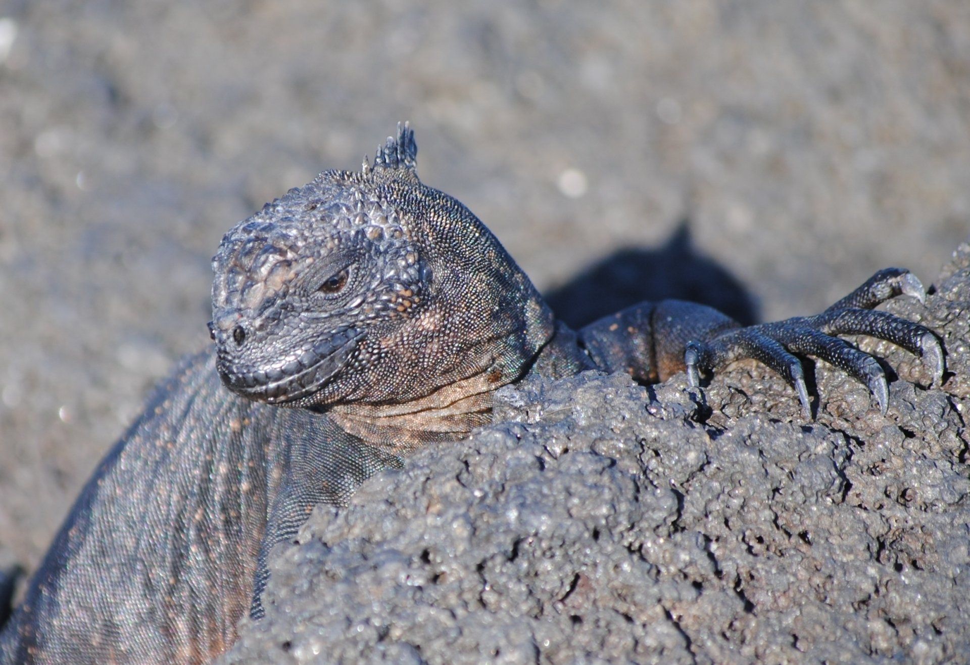 A lizard is laying on a rock and looking at the camera