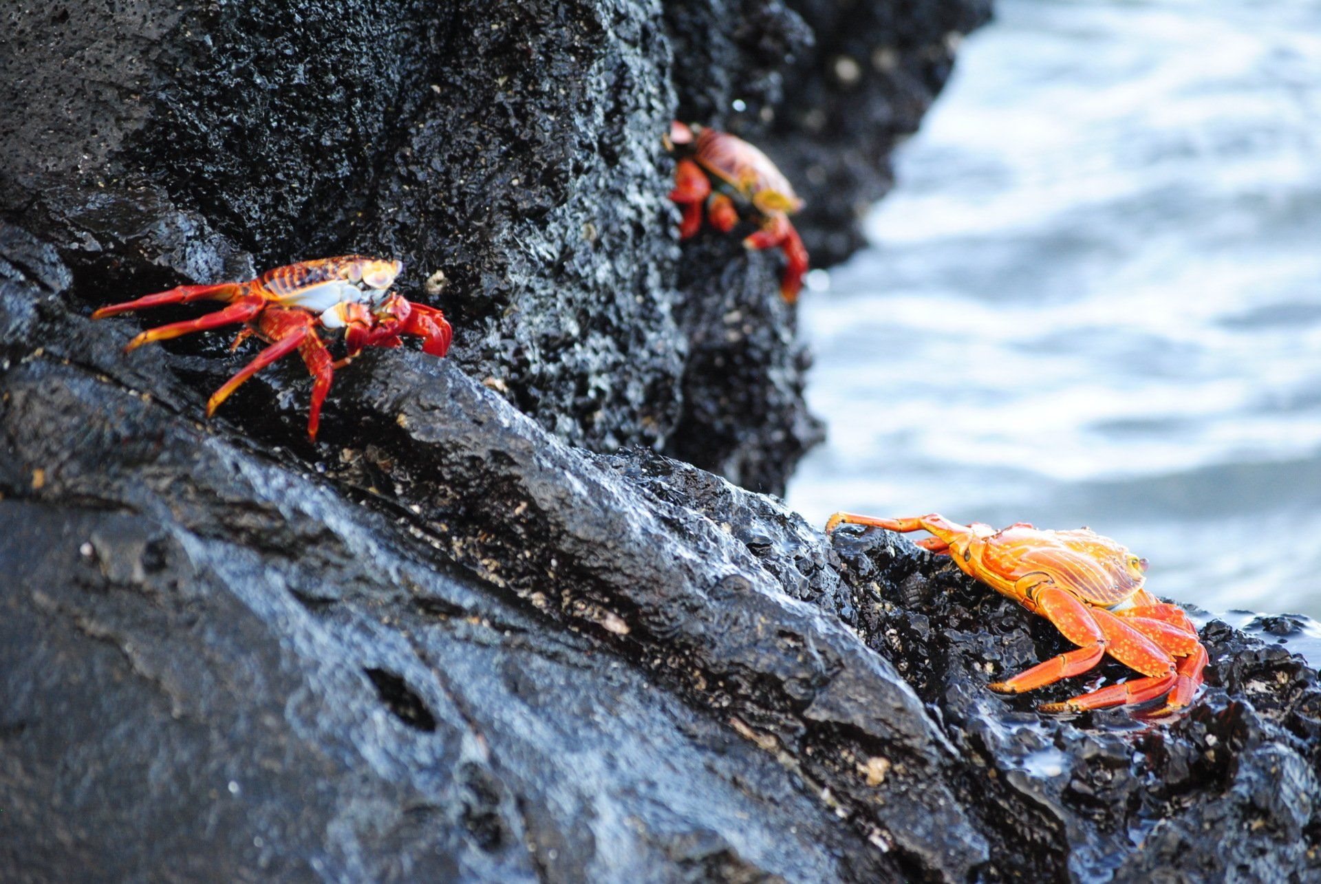 Two crabs are sitting on a rock near the ocean.