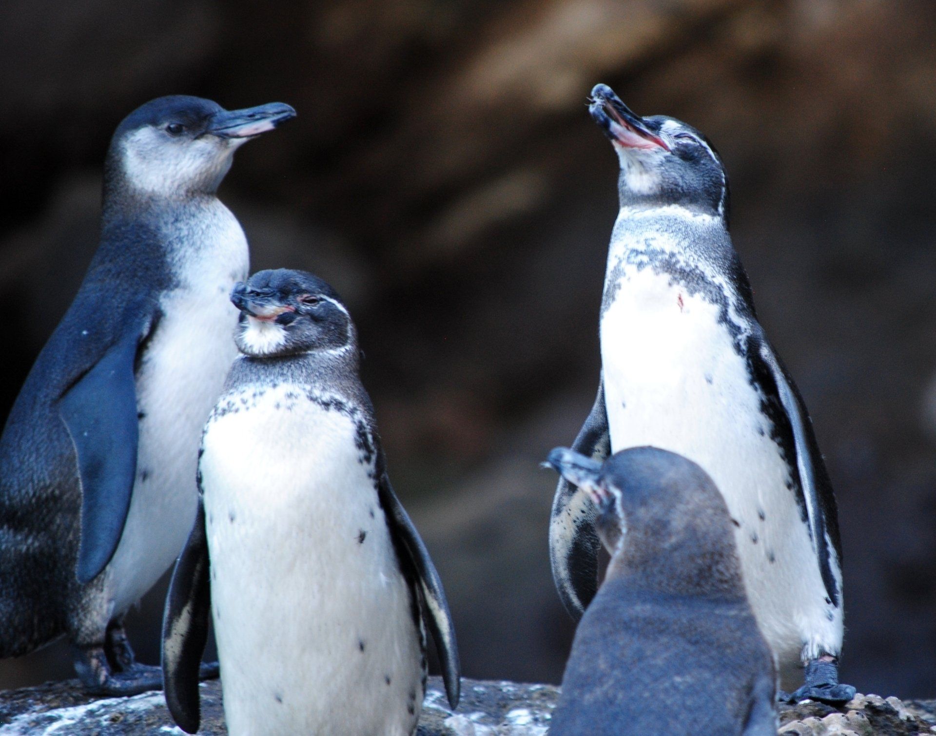 Three penguins are standing next to each other on a rock