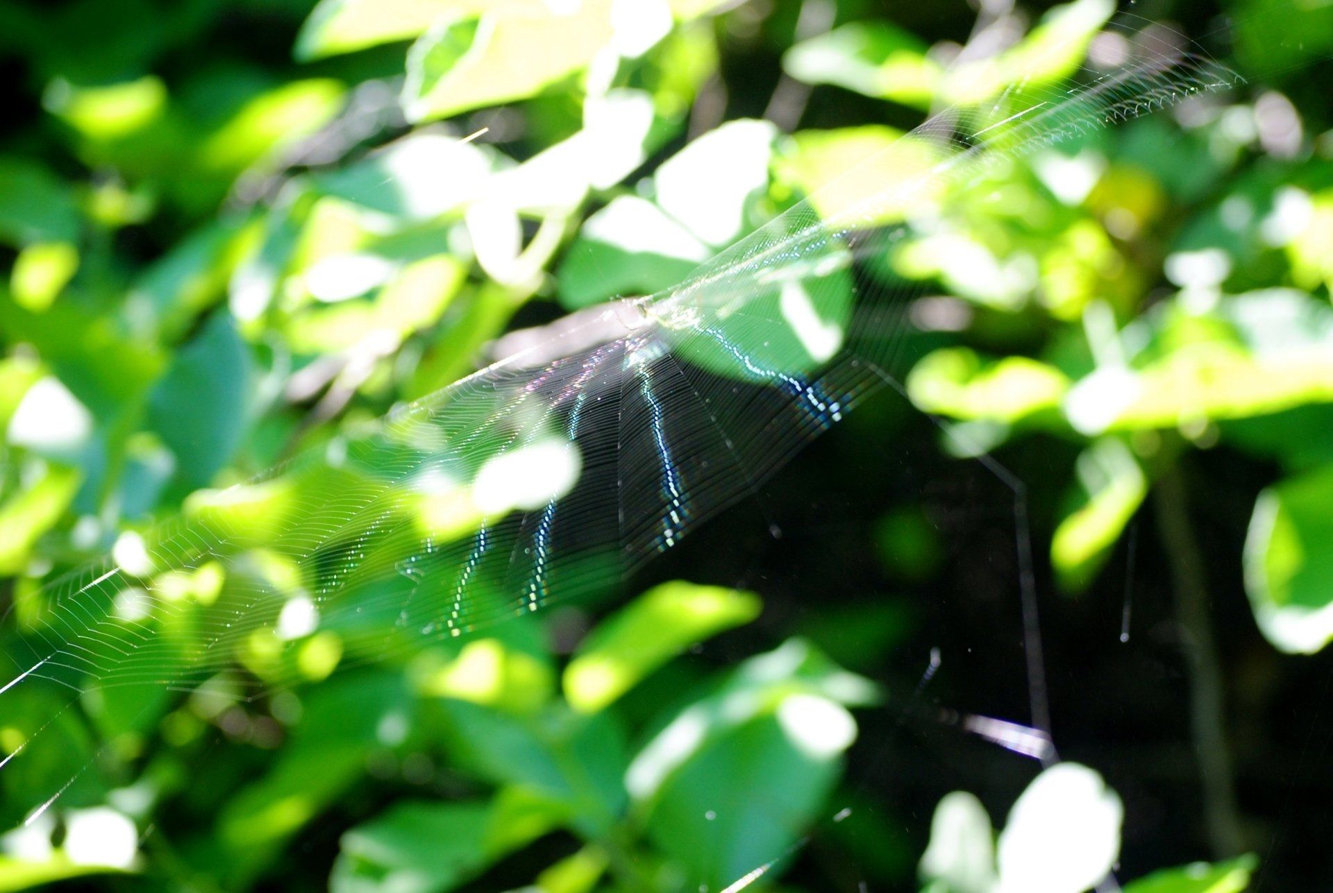 A spider web is hanging from a tree branch surrounded by green leaves.
