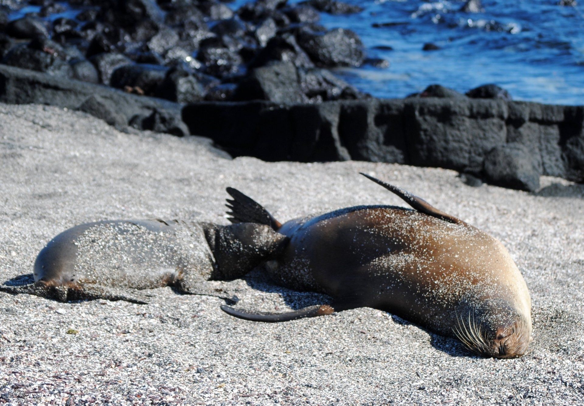 Two seals are laying on the sand near the water