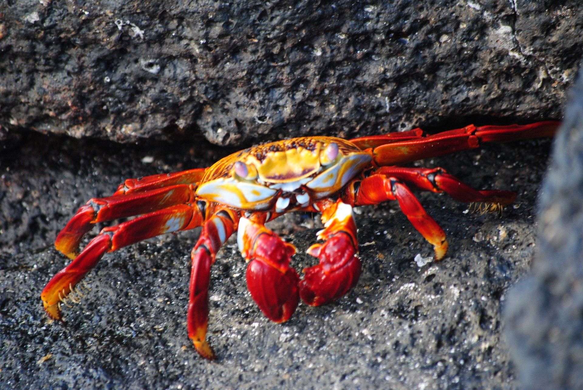 A red and yellow crab is crawling on a rock