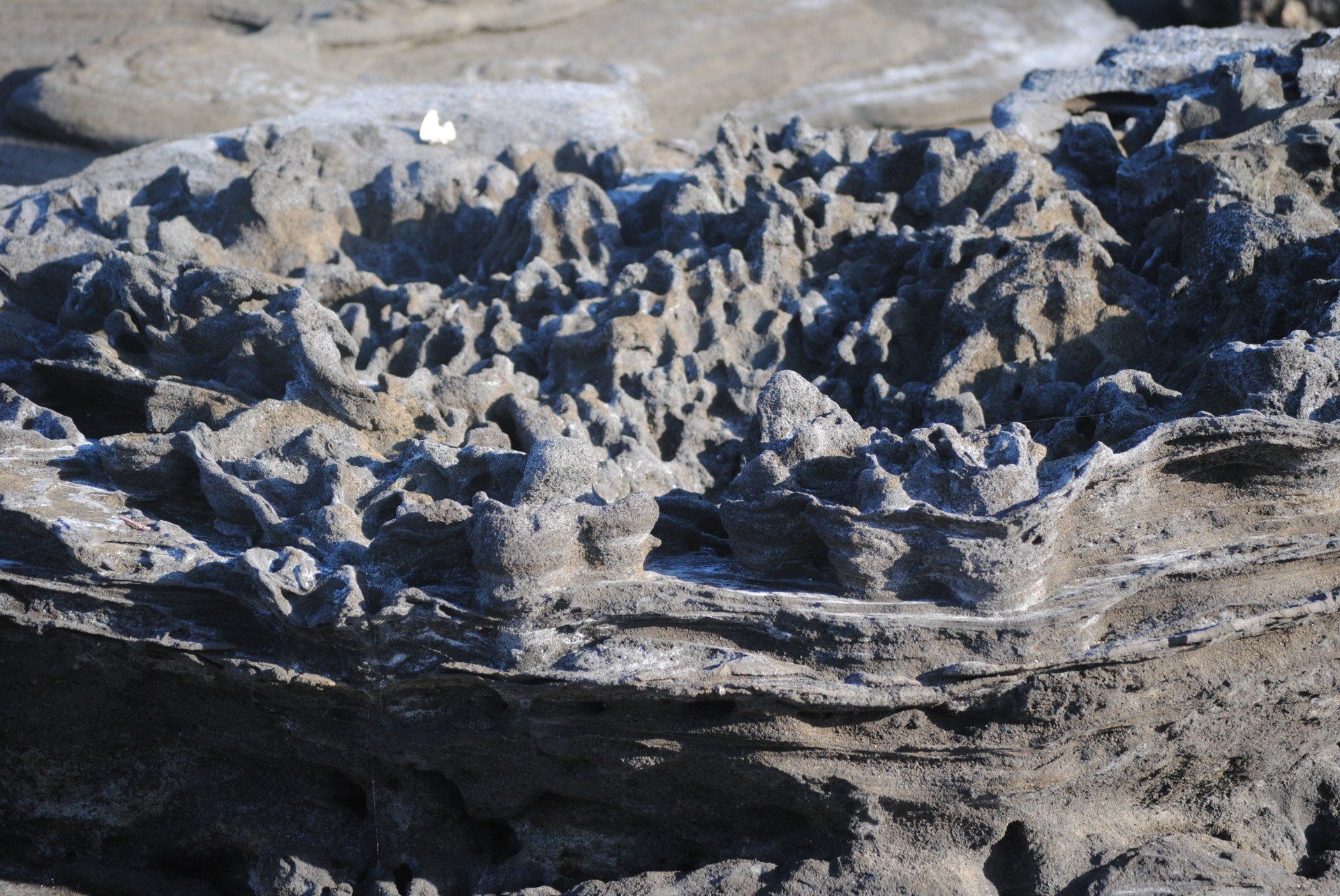A close up of a rock with a lot of holes in it