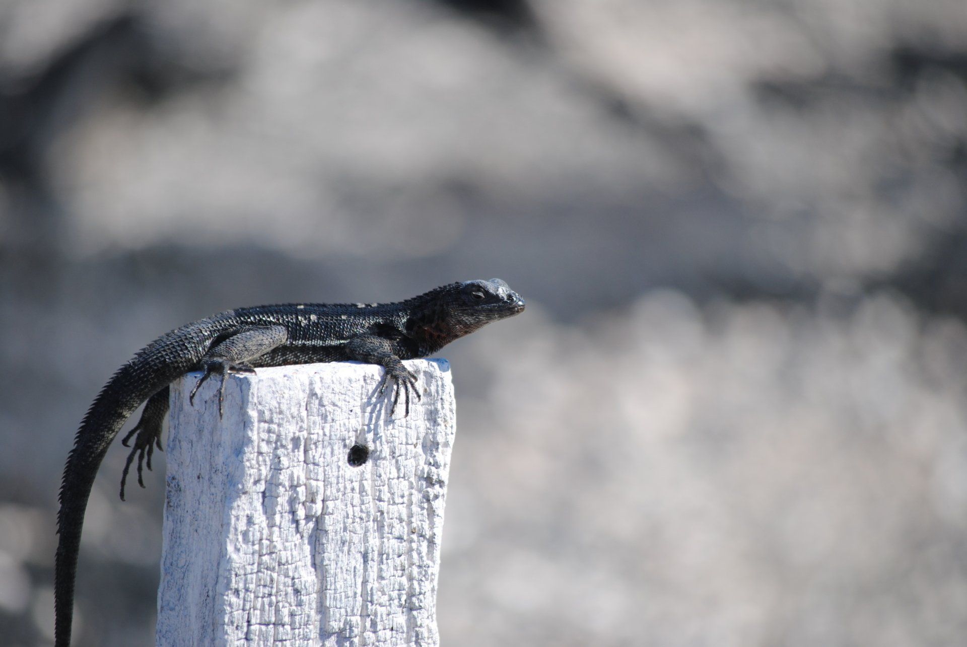 A lizard is sitting on top of a white wooden post.