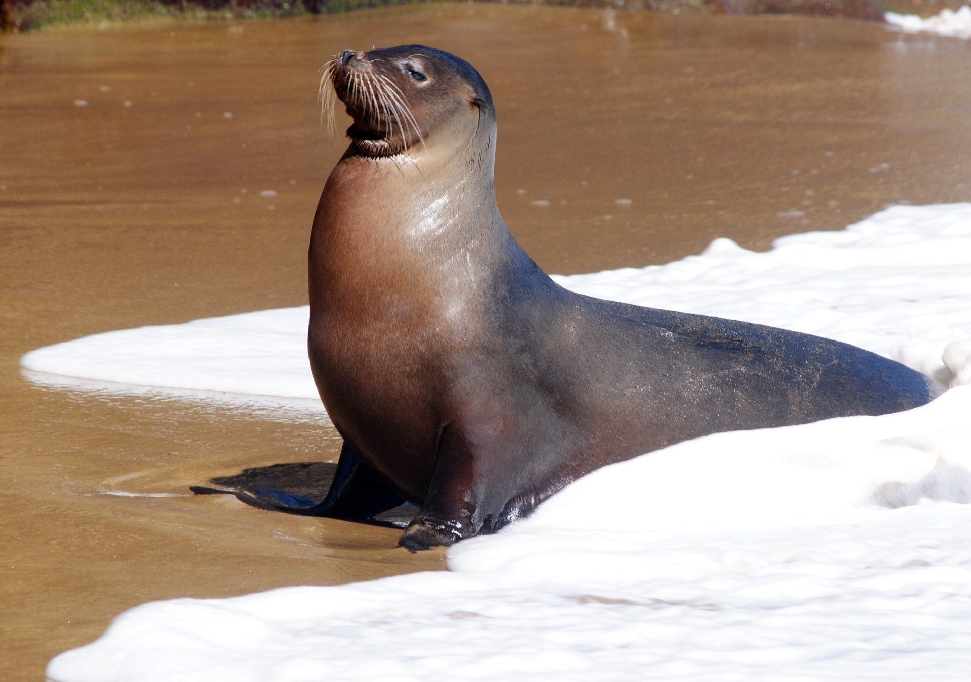 A seal is standing on a piece of ice in the water
