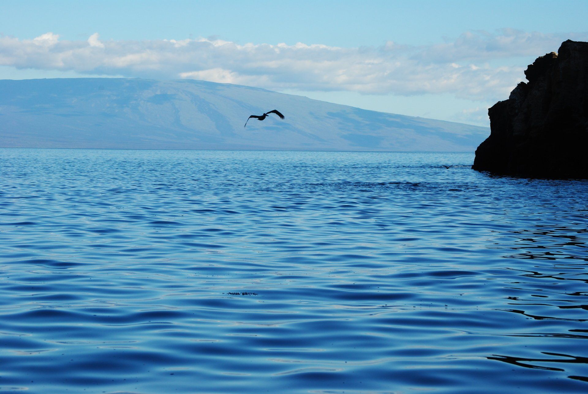 A bird is flying over a body of water with mountains in the background.
