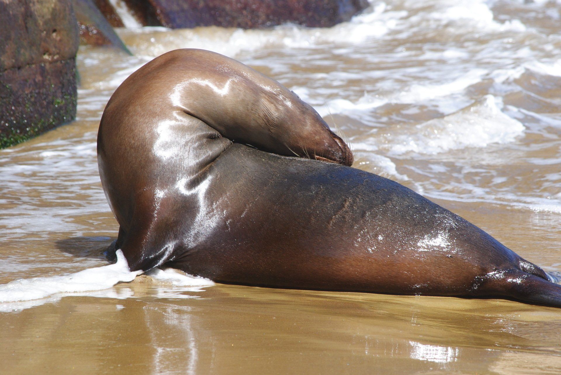 A seal is laying on the beach in the water