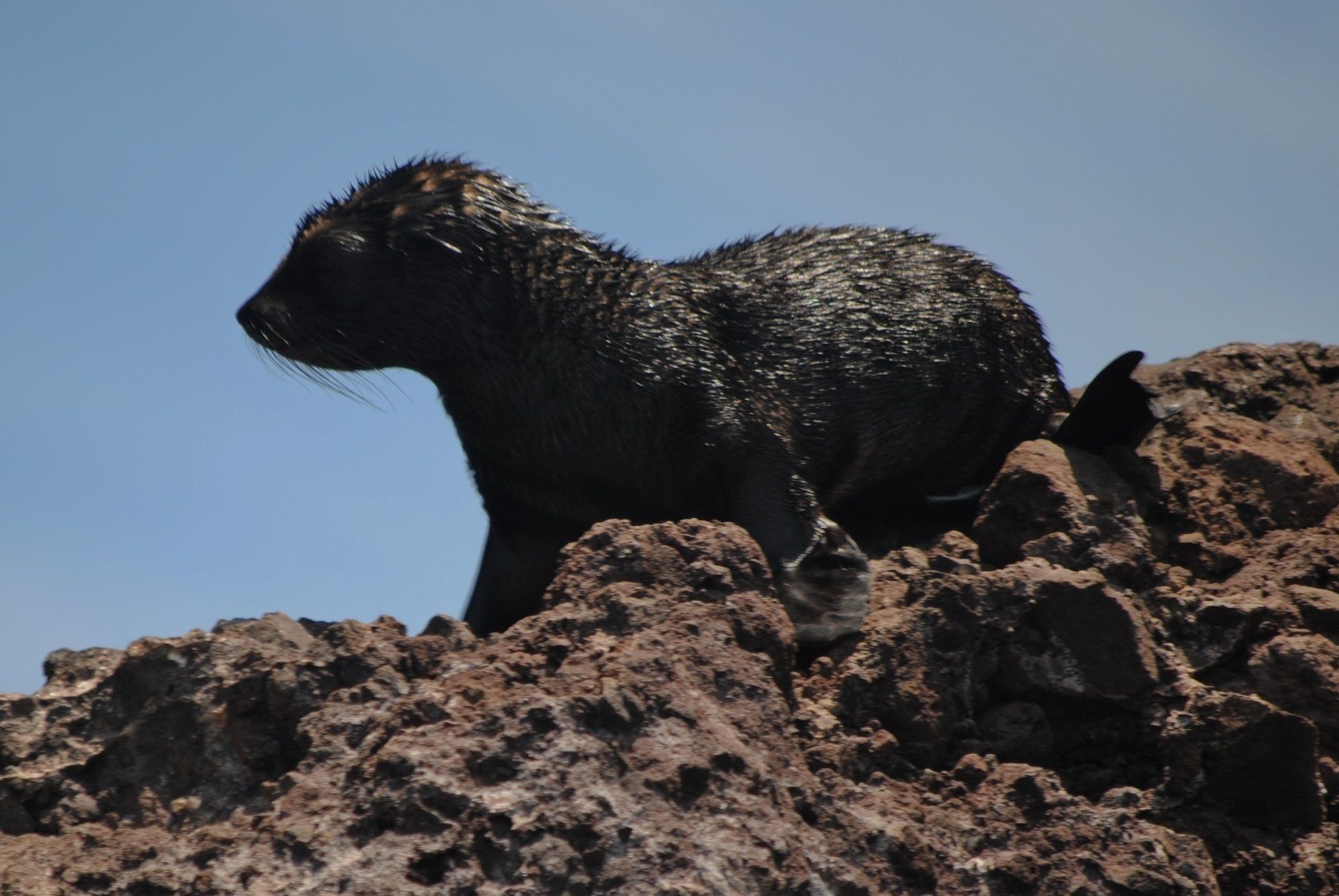 A black animal standing on top of a pile of rocks