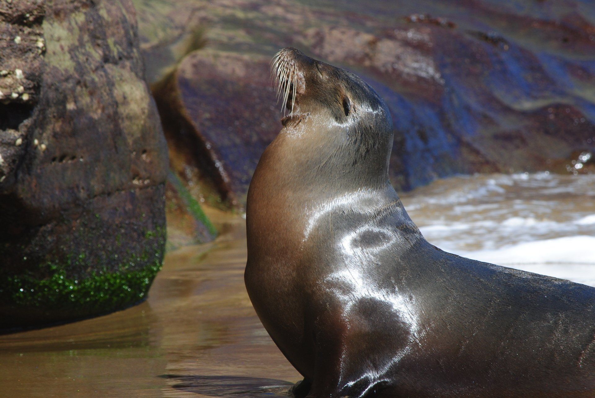 A seal is standing in the water near a rock.