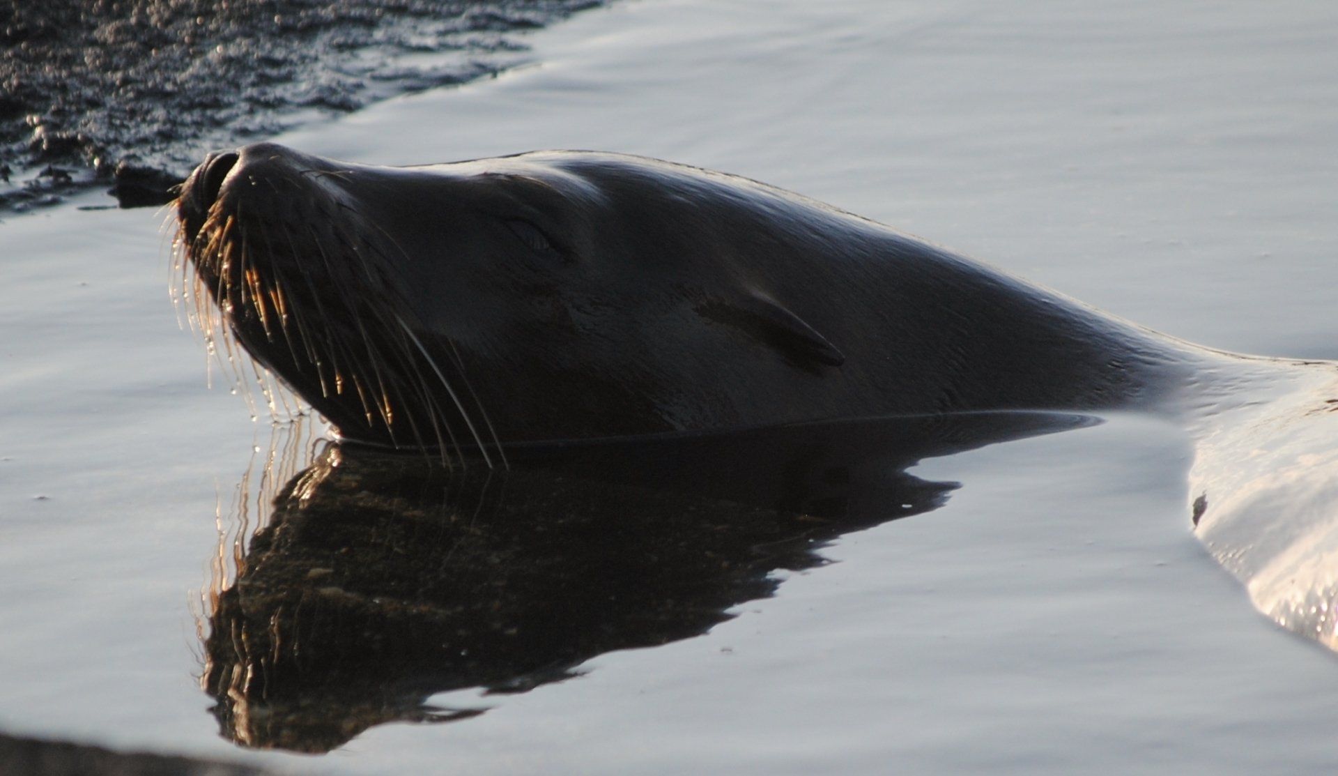 A seal is swimming in the water and its reflection is in the water.