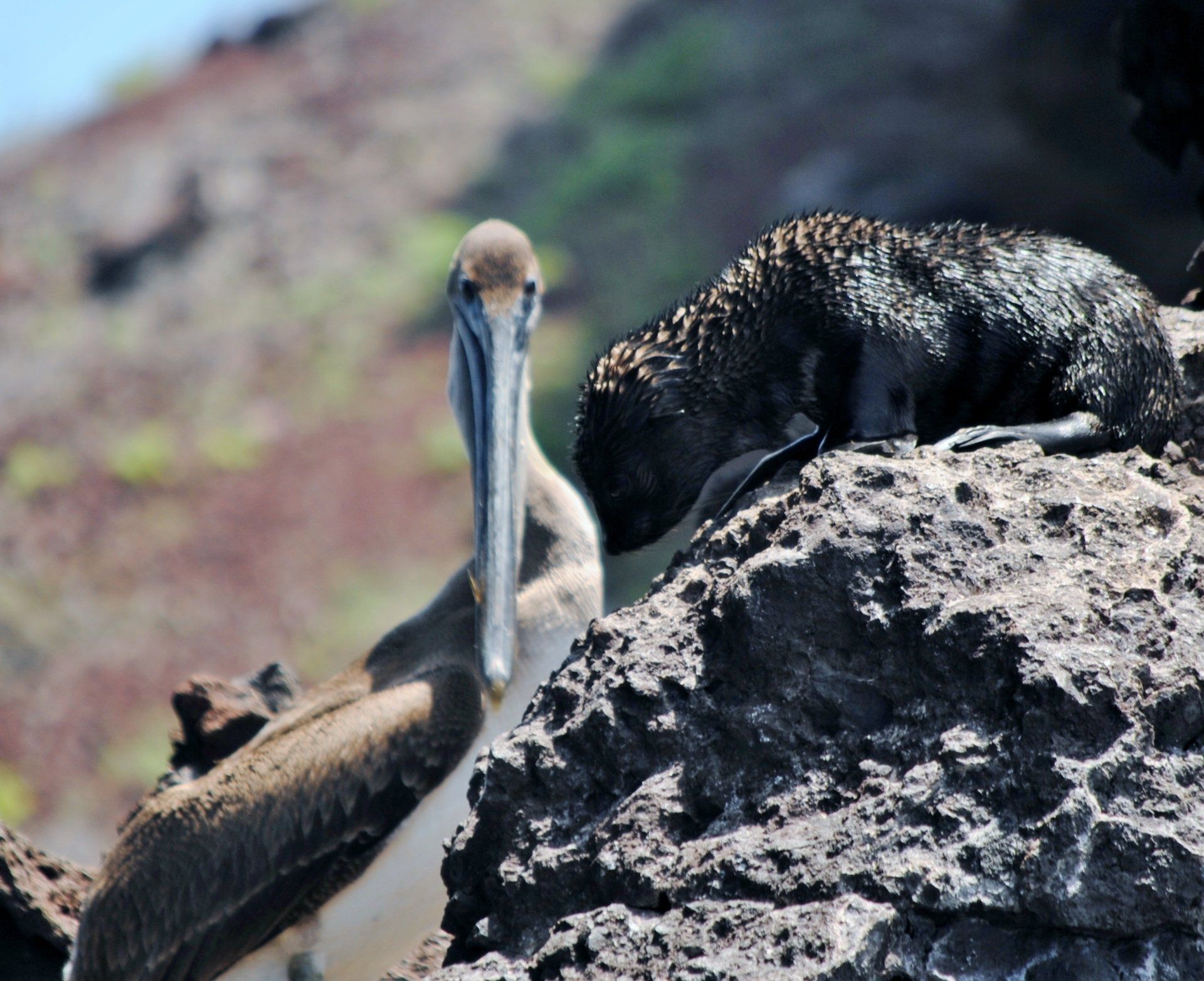 A pelican standing next to a lizard on a rock