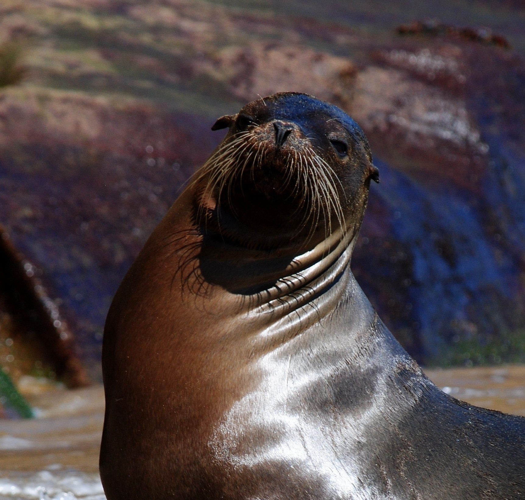 A close up of a seal with its mouth open