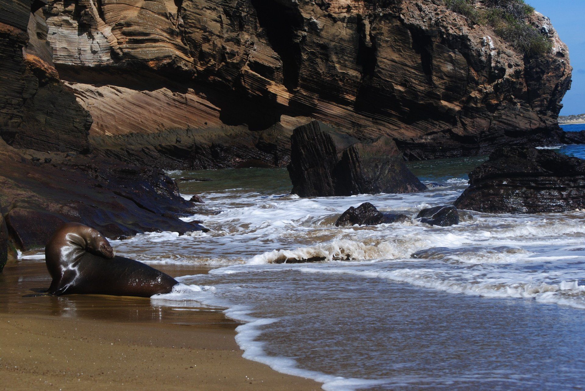 A seal is laying on the beach near the water