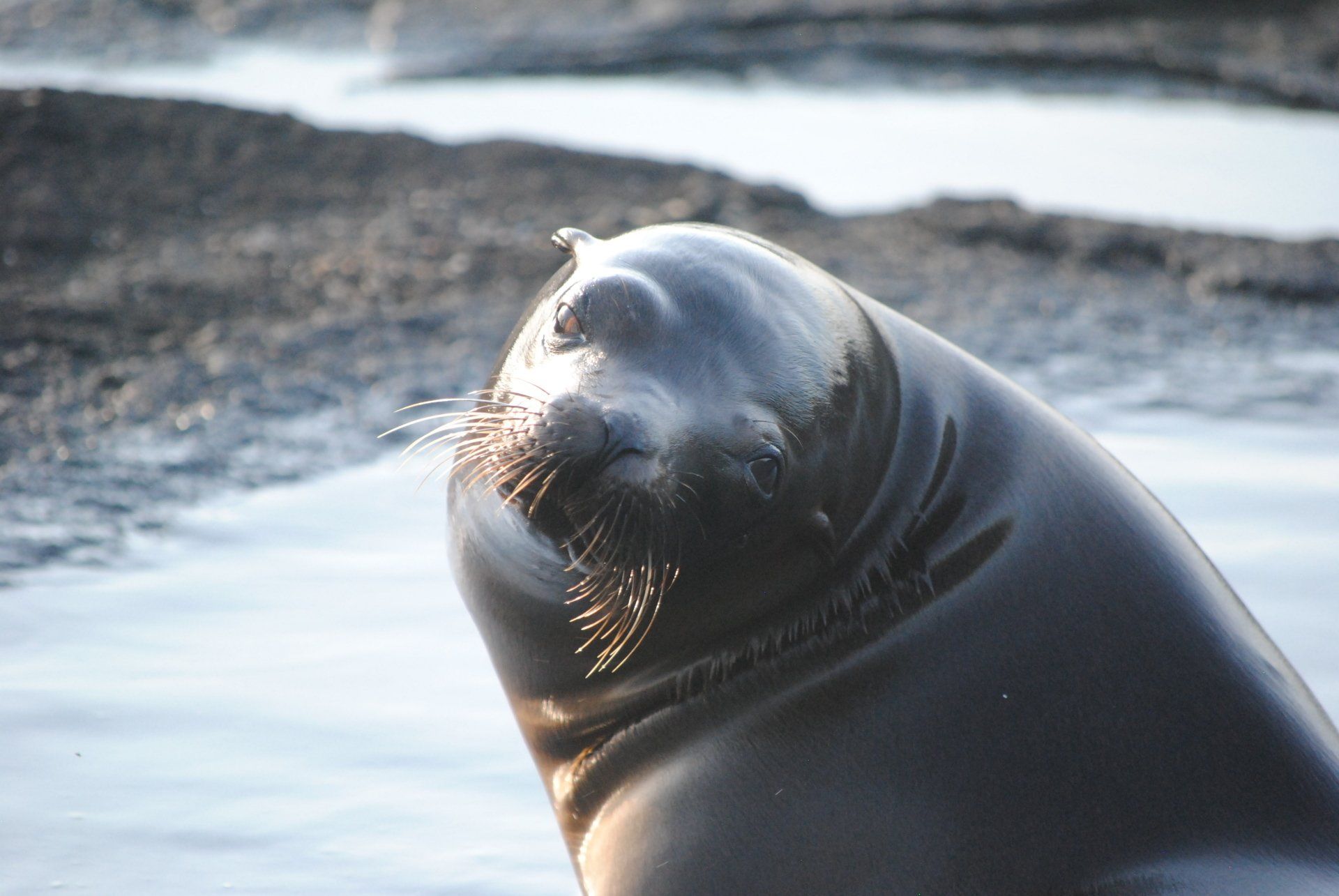 A seal is swimming in the water and looking at the camera.