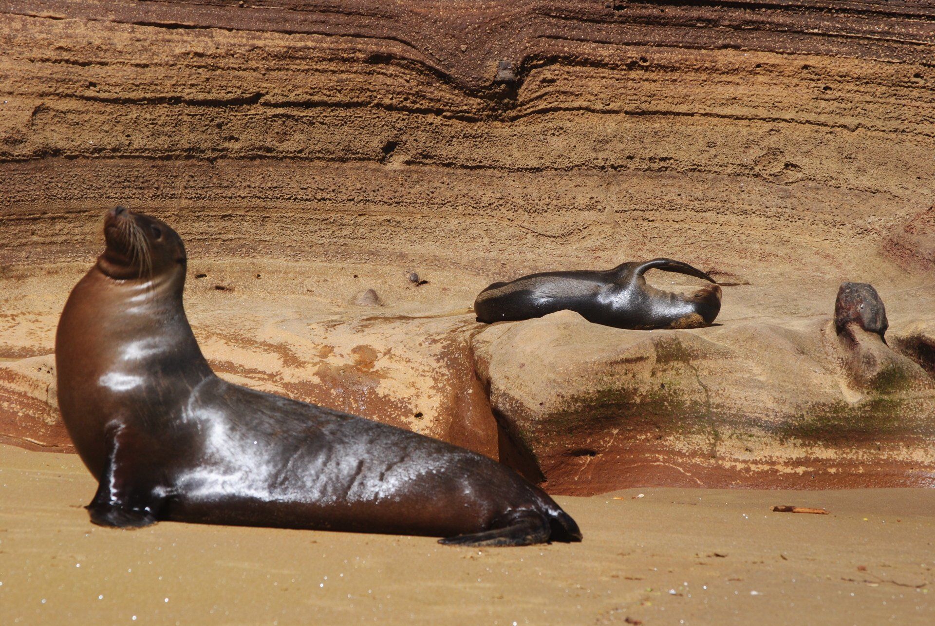 Two seals are laying on a rock on the beach