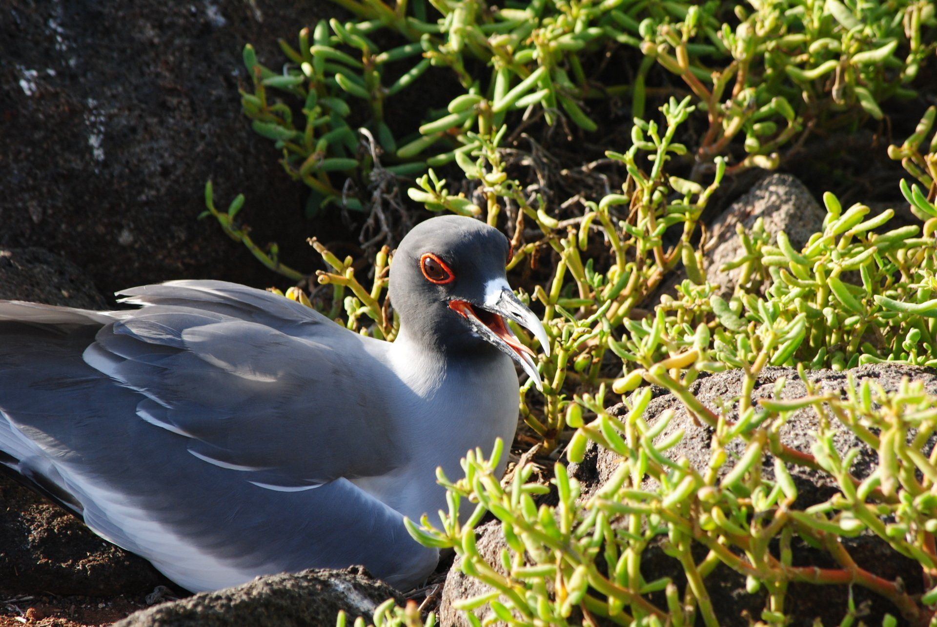 A bird sitting on a rock with a plant in its beak