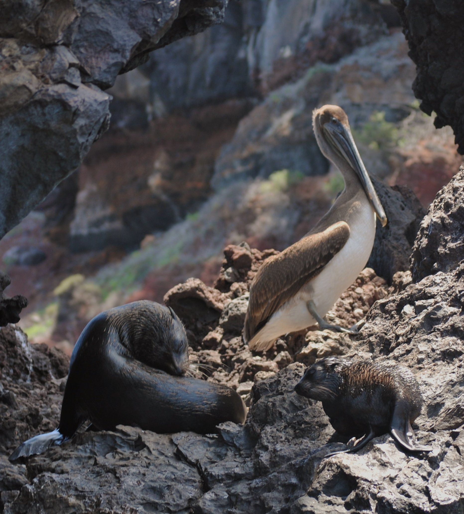 A pelican sits on a rock next to a seal