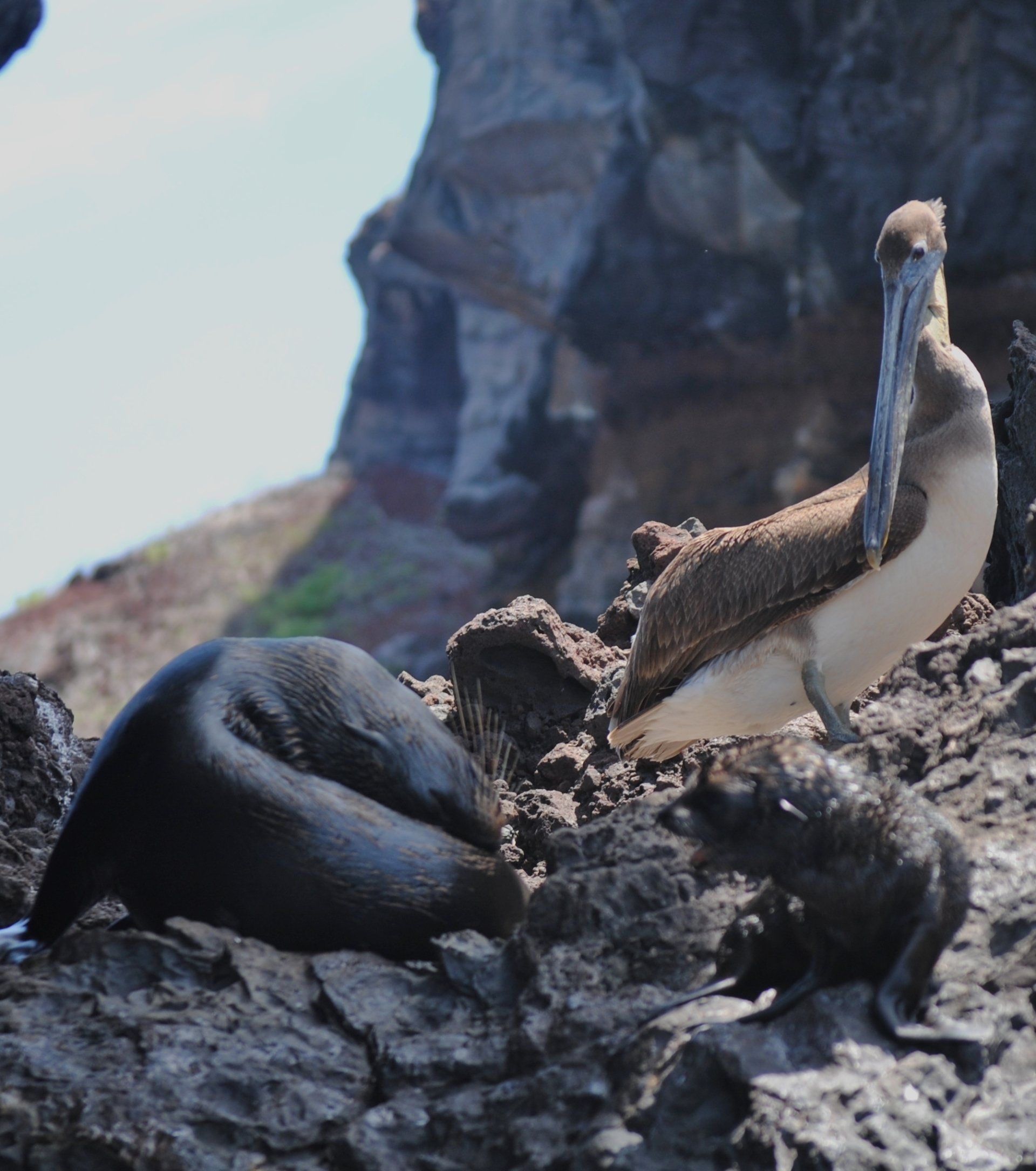 A pelican sits on a rock near a seal