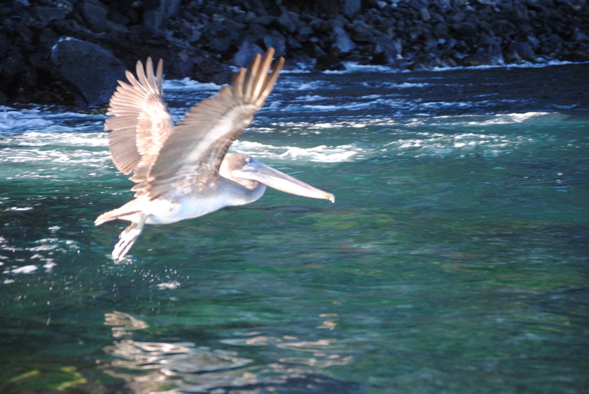 A pelican is flying over a body of water
