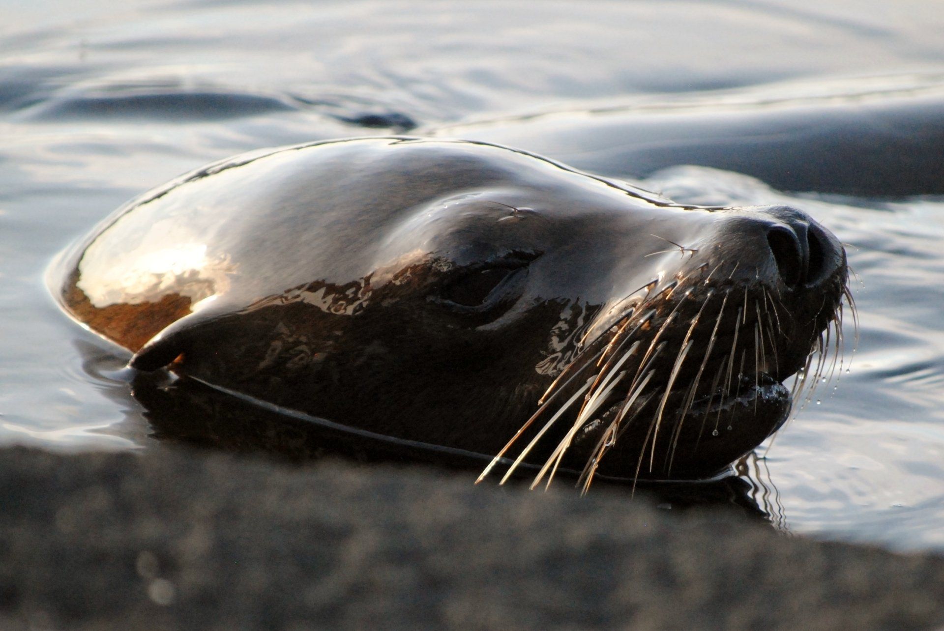 A seal is swimming in the water and looking at the camera