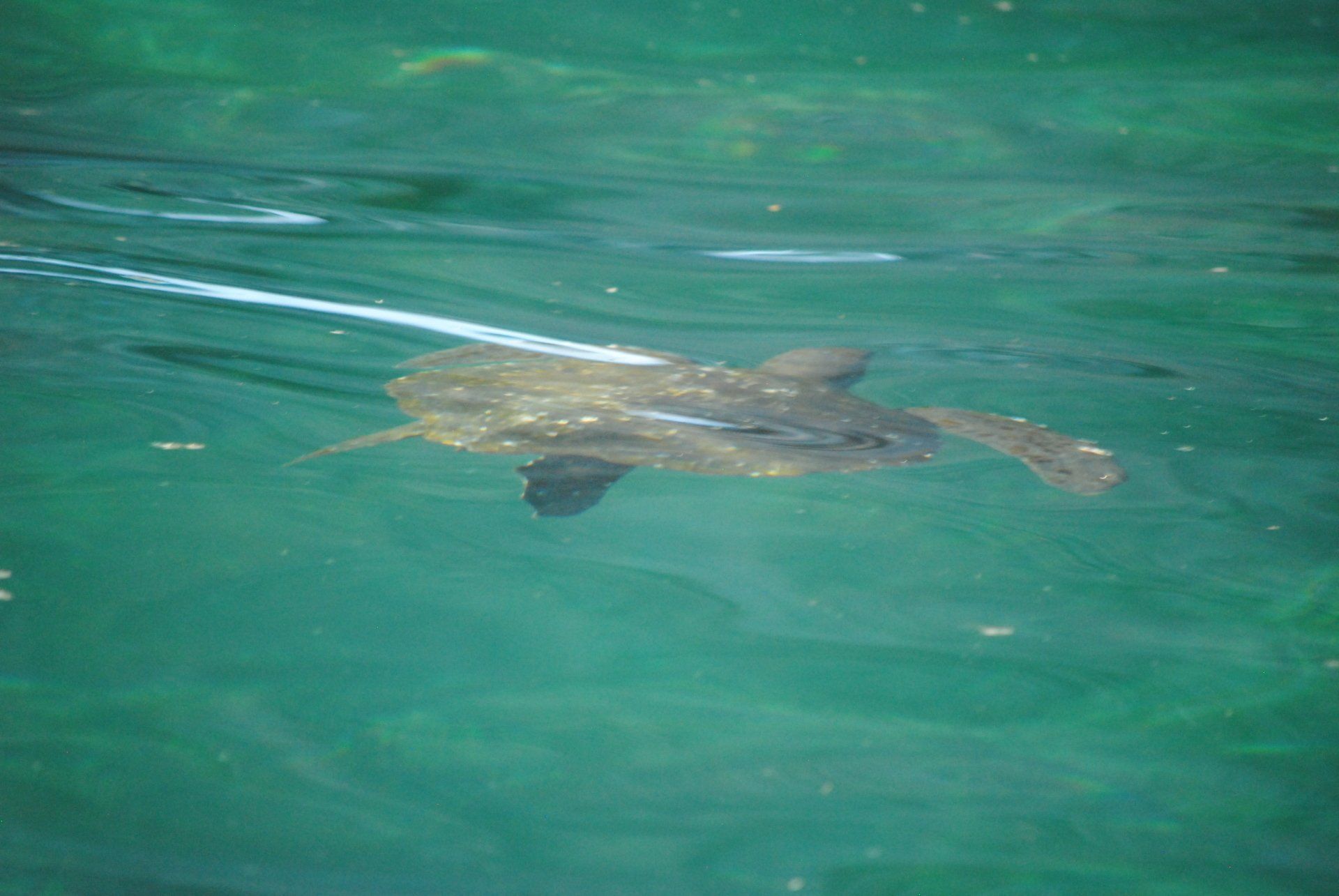 A sea turtle is swimming in the water.