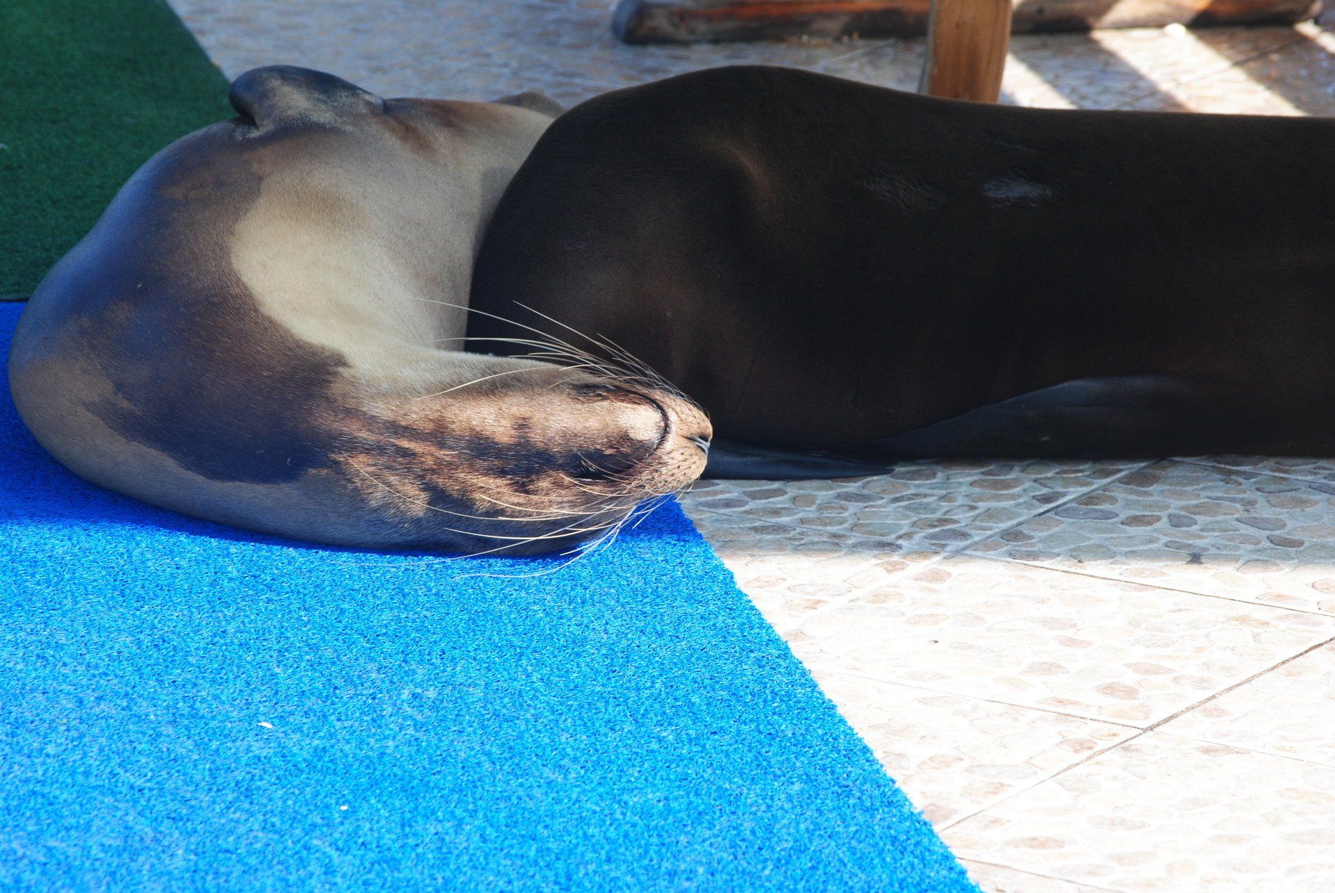 A seal is laying on a blue carpet