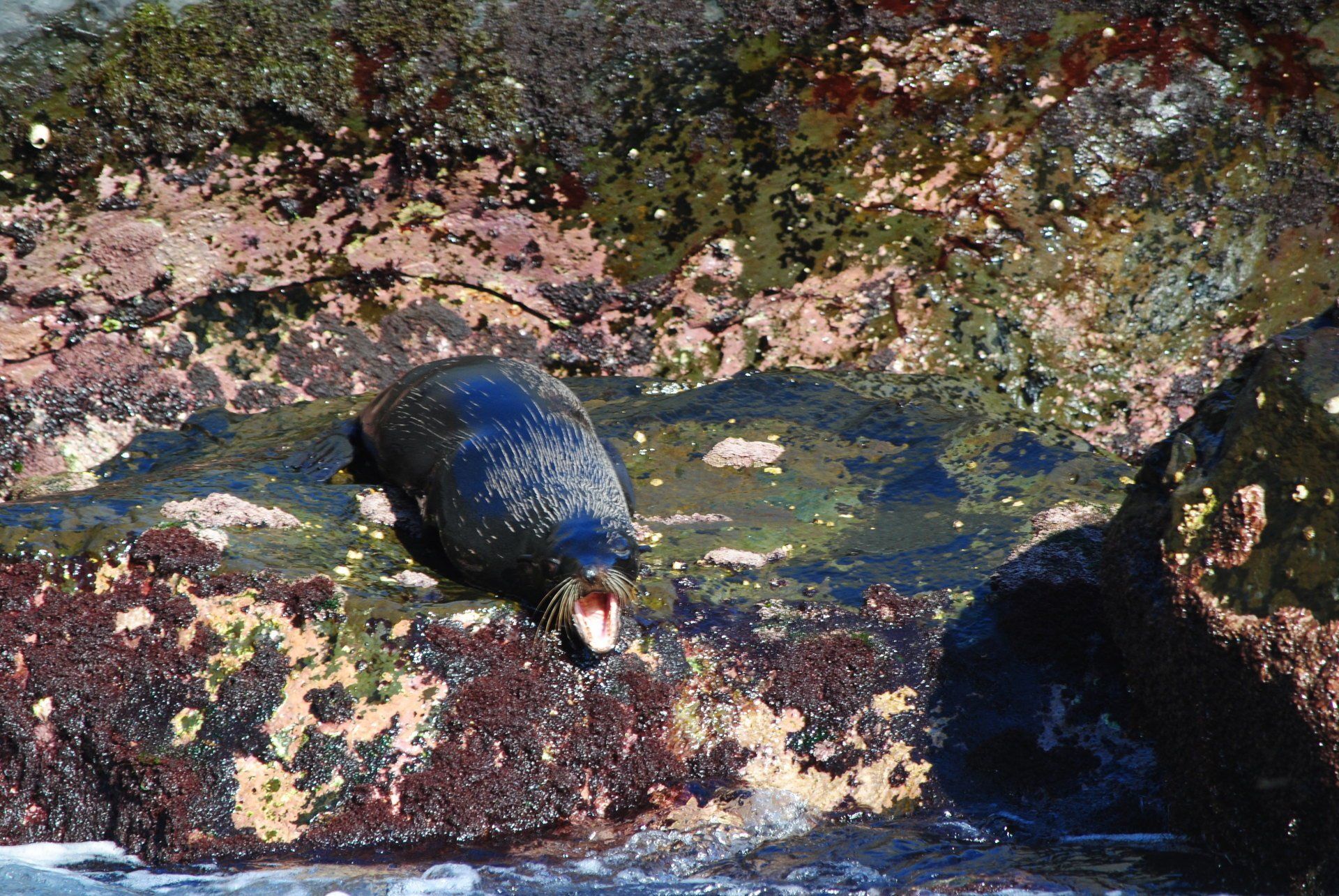 A seal is standing on a rock in the water with its mouth open.