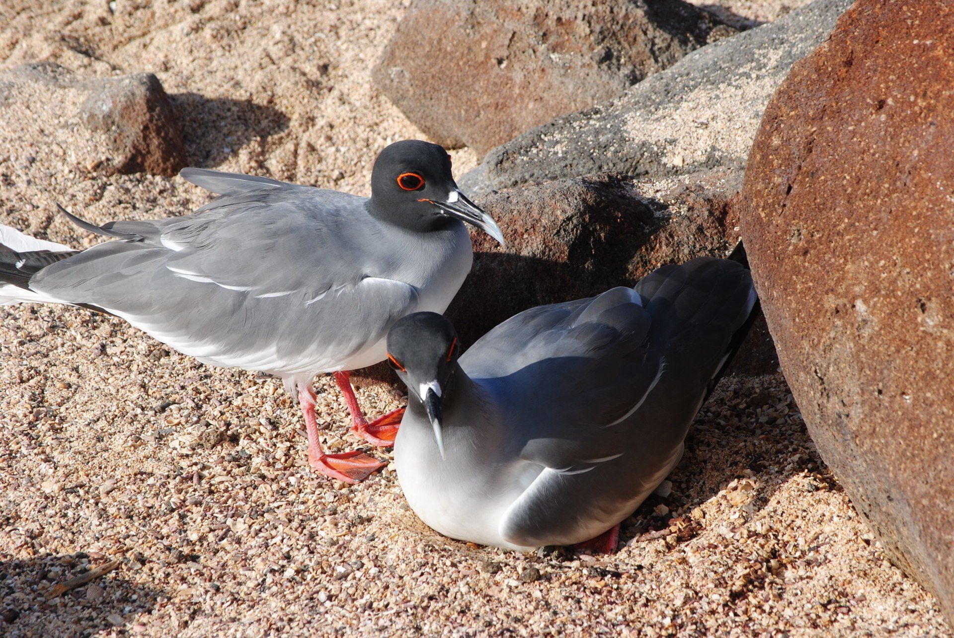 Two birds are standing next to each other on the ground