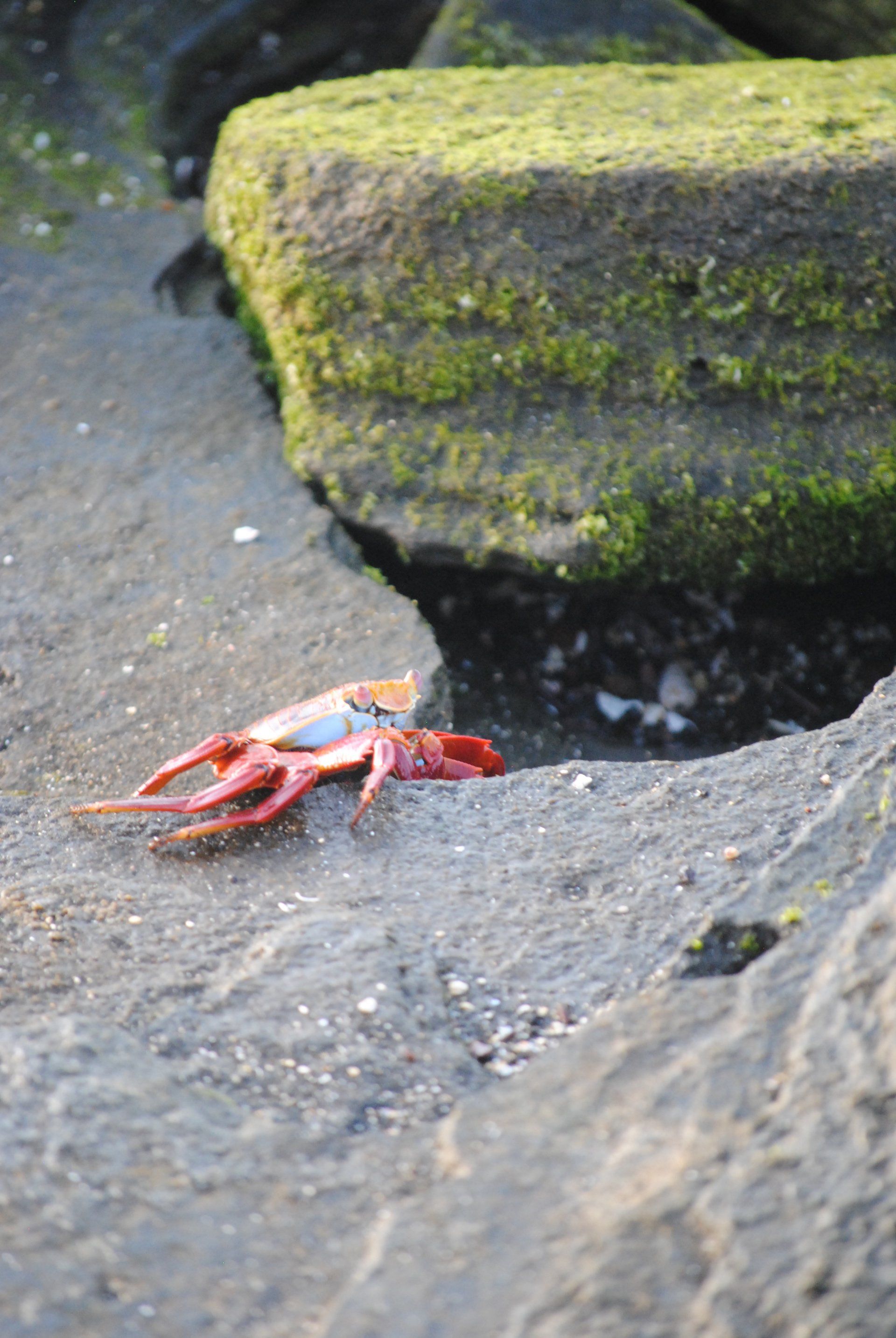A red crab is sitting on a rock on the beach.
