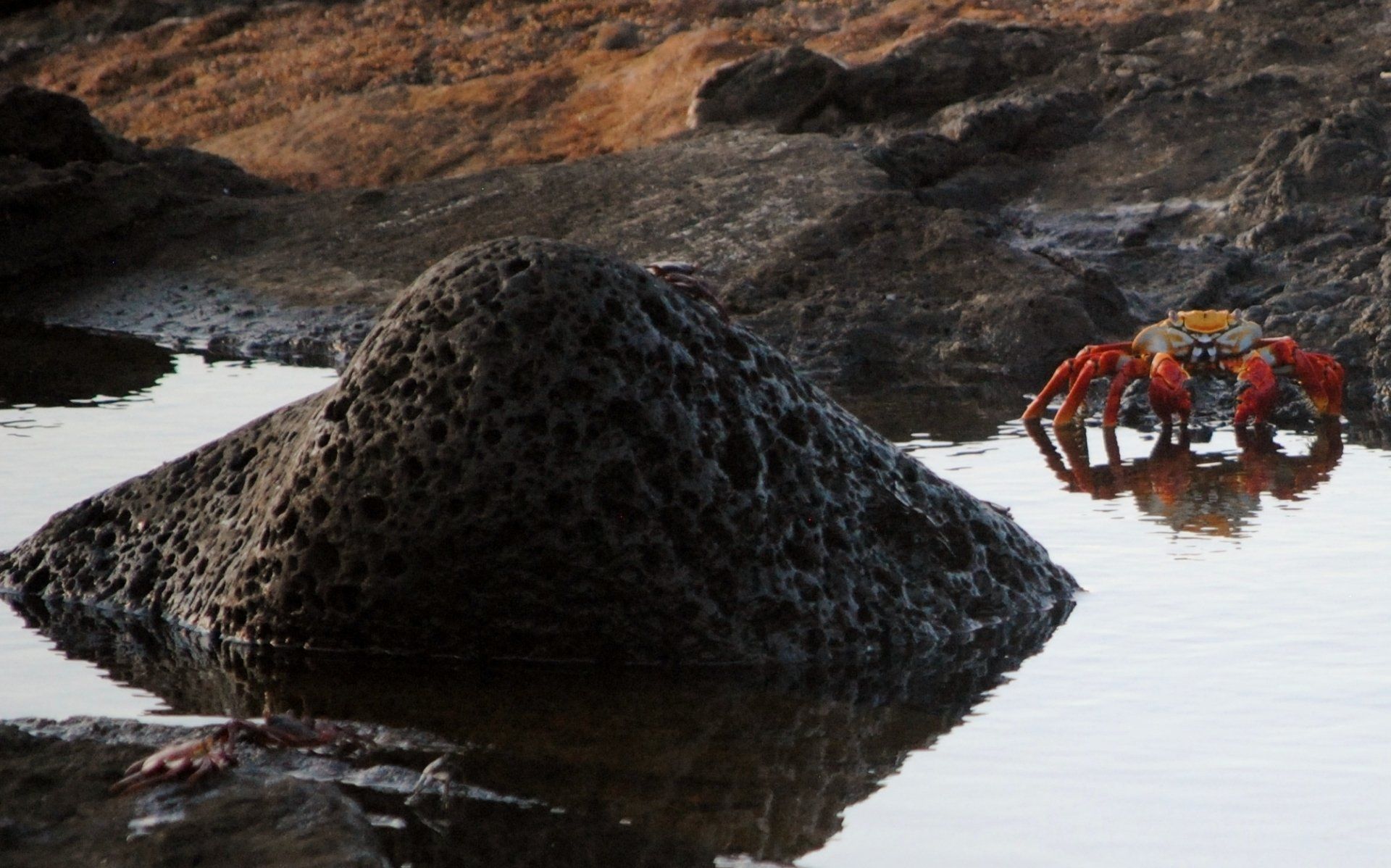 A crab is sitting on a rock in the water