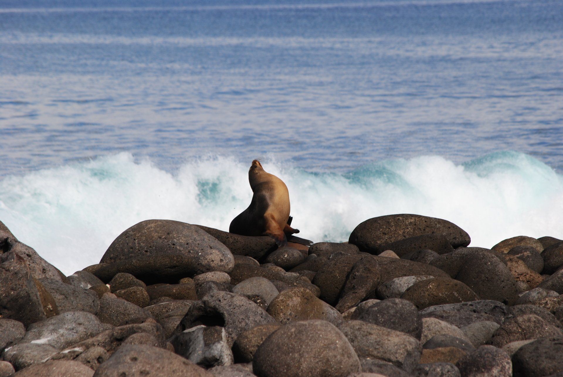 A seal sits on a rock near the ocean