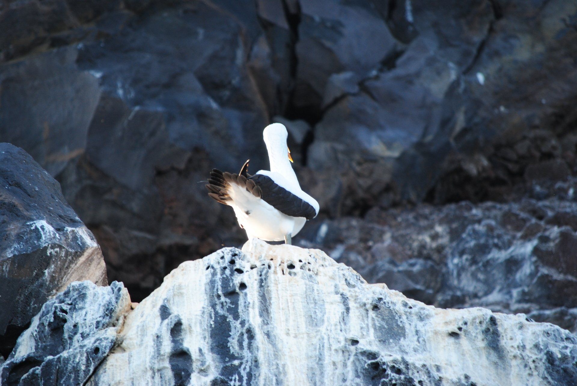 A black and white bird perched on top of a rock