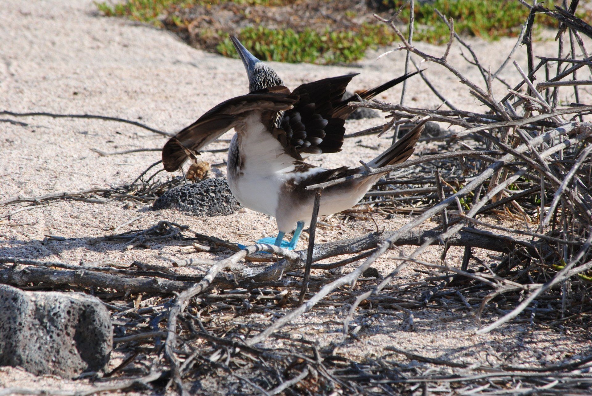 A bird with blue feet is standing in the dirt