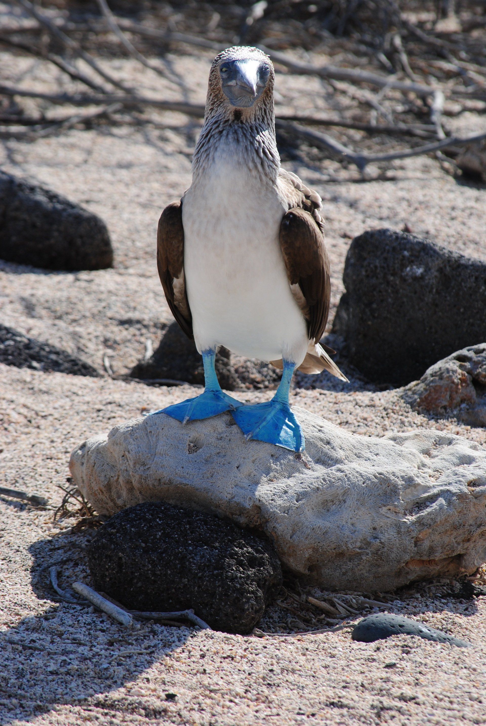 A bird with blue feet is standing on a rock