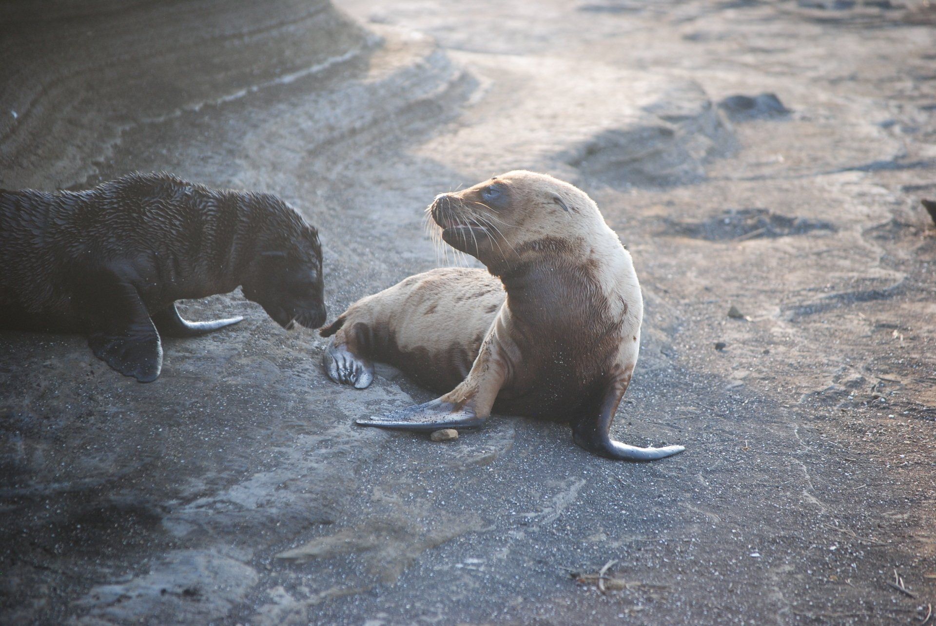 Two seals are playing with each other on the beach.