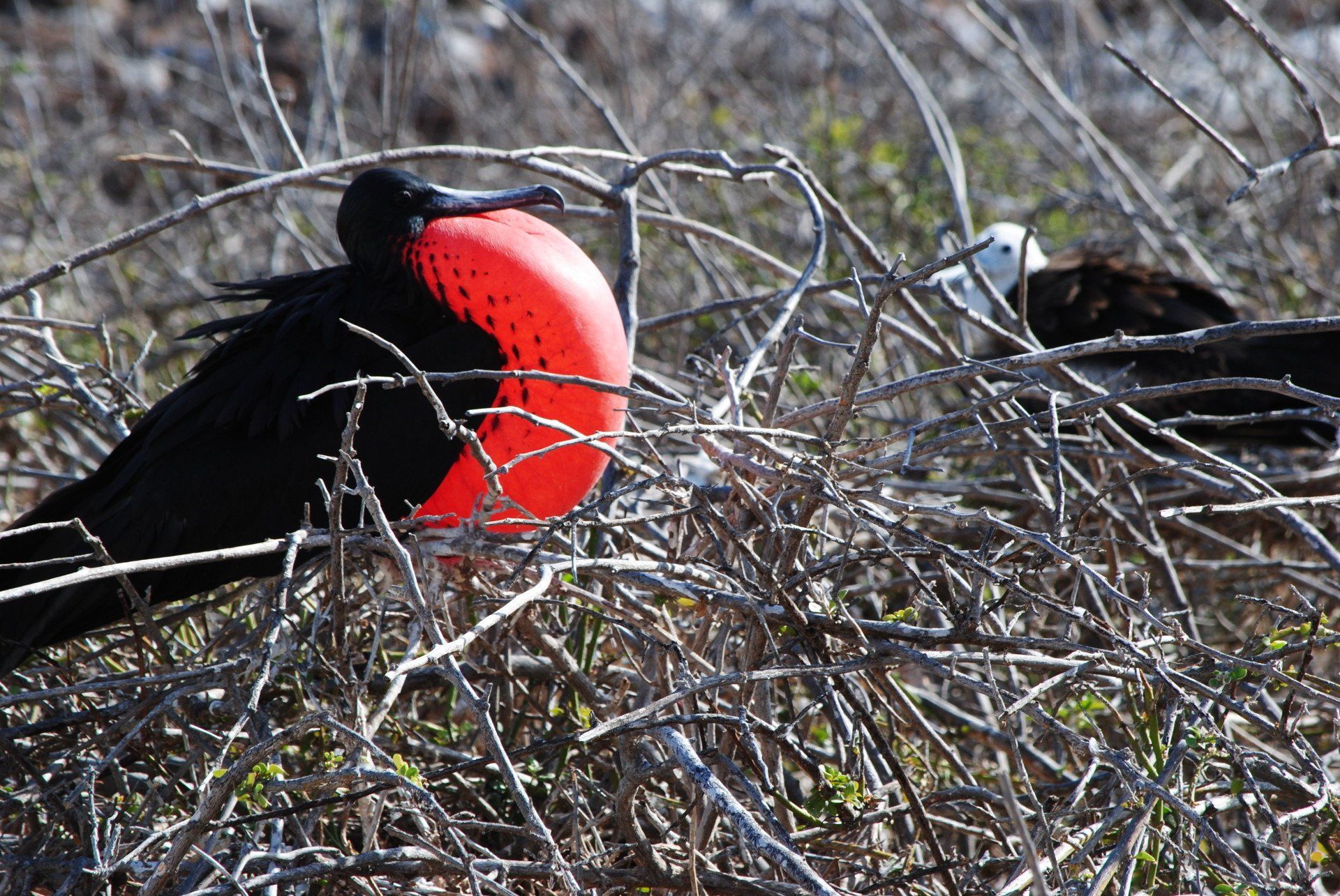 A black bird with a red beak is sitting in a bush